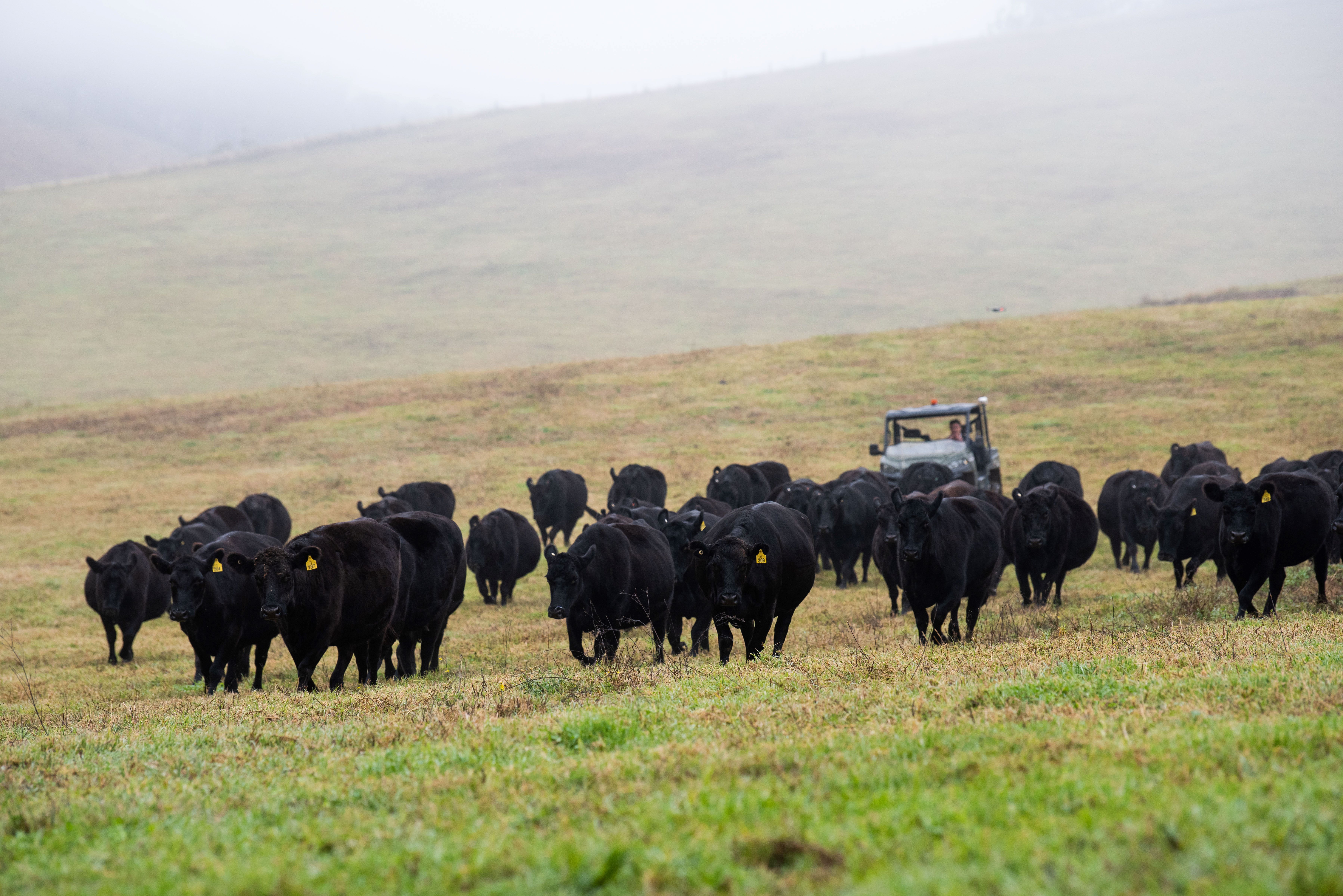 China becomes top destination for Australian beef for the first time in three years