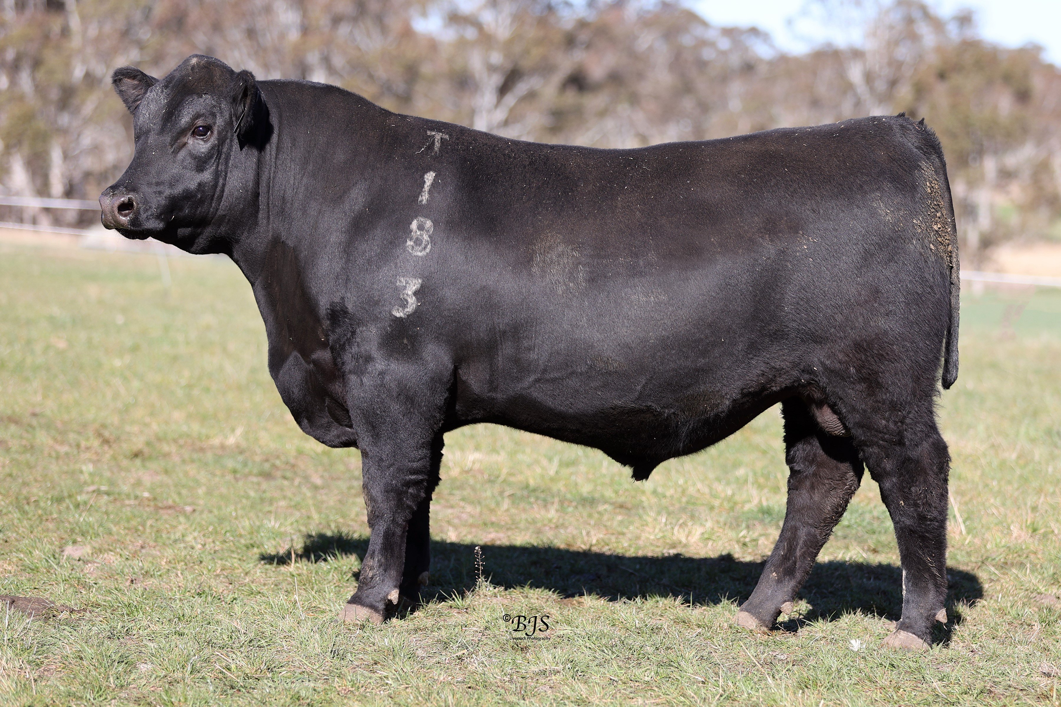 Riding the market waves with top-quality progeny from Circle 8 sires