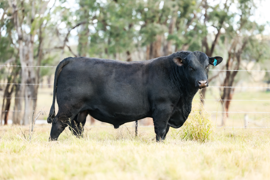 Clunie Range clocks $300,000 for an 'untouchable' sale-topper