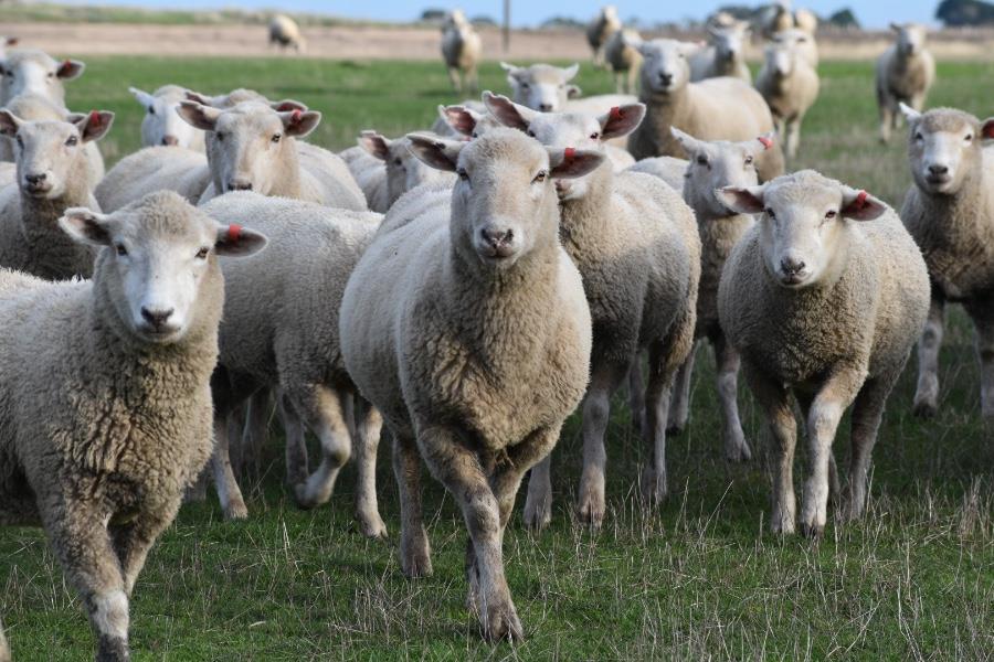 A mountain of livestock and congested supply chains