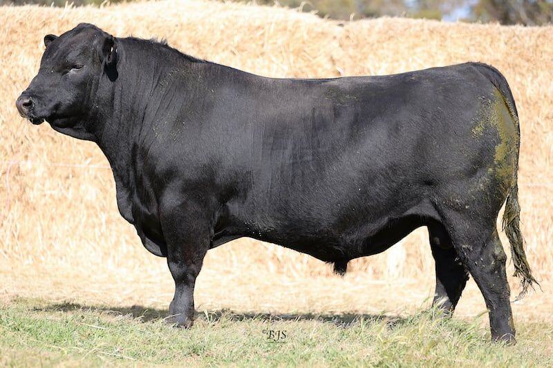 Coonamble Angus' 'Show Time' shines at $72,000