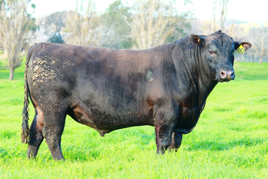 What August bull sales are saying about the market