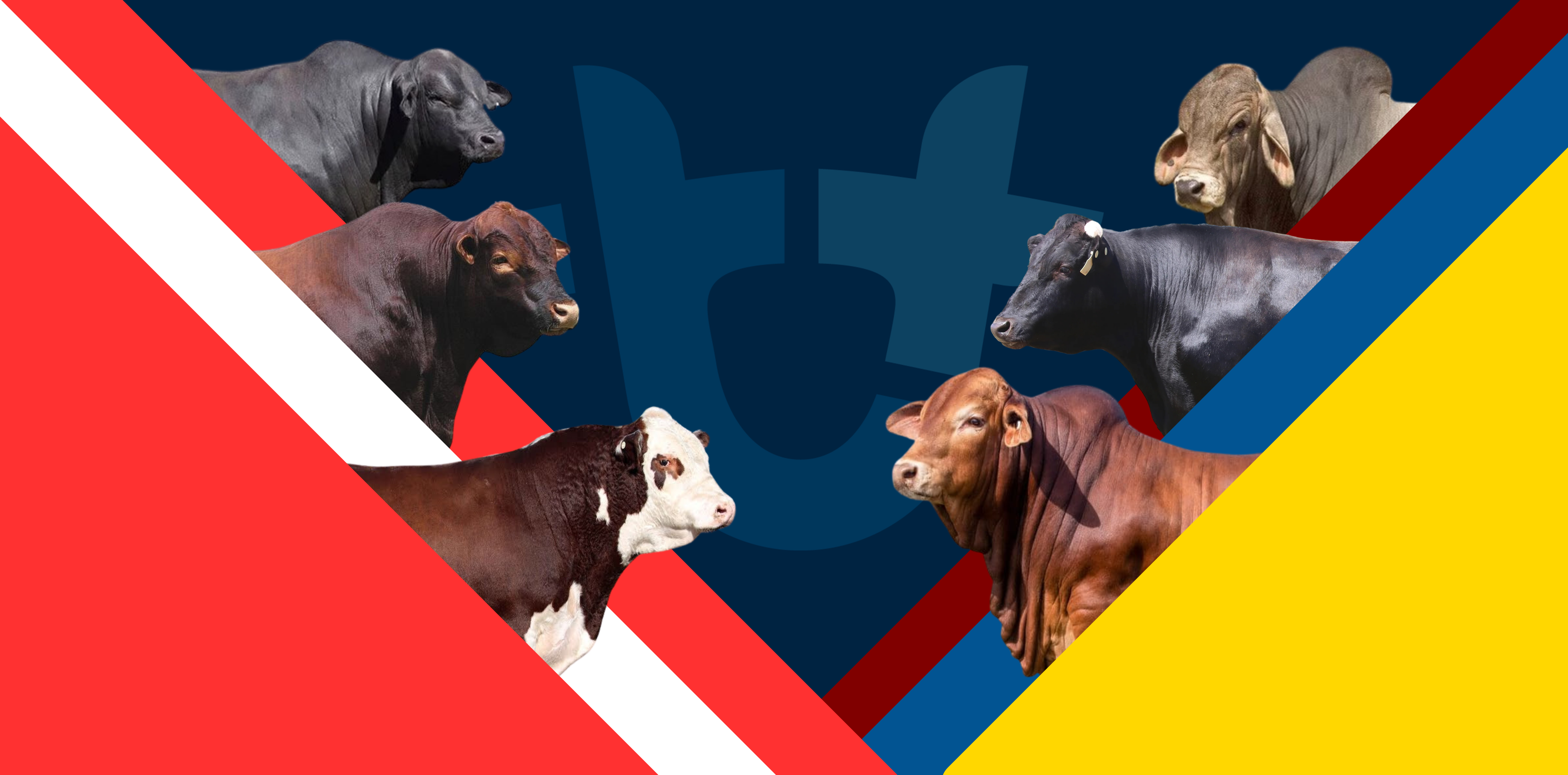 Cattle vs Footy: NSW and QLD breeds line-up ahead of AFL Grand Final
