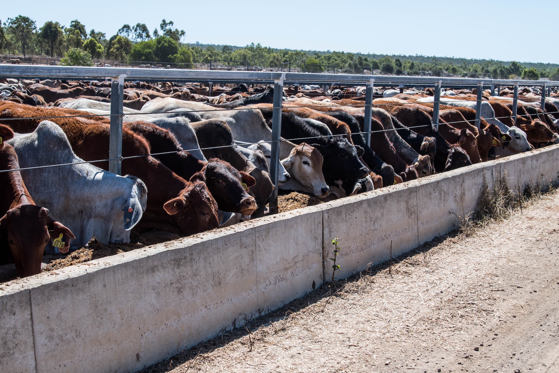 The stage is set for feeder cattle