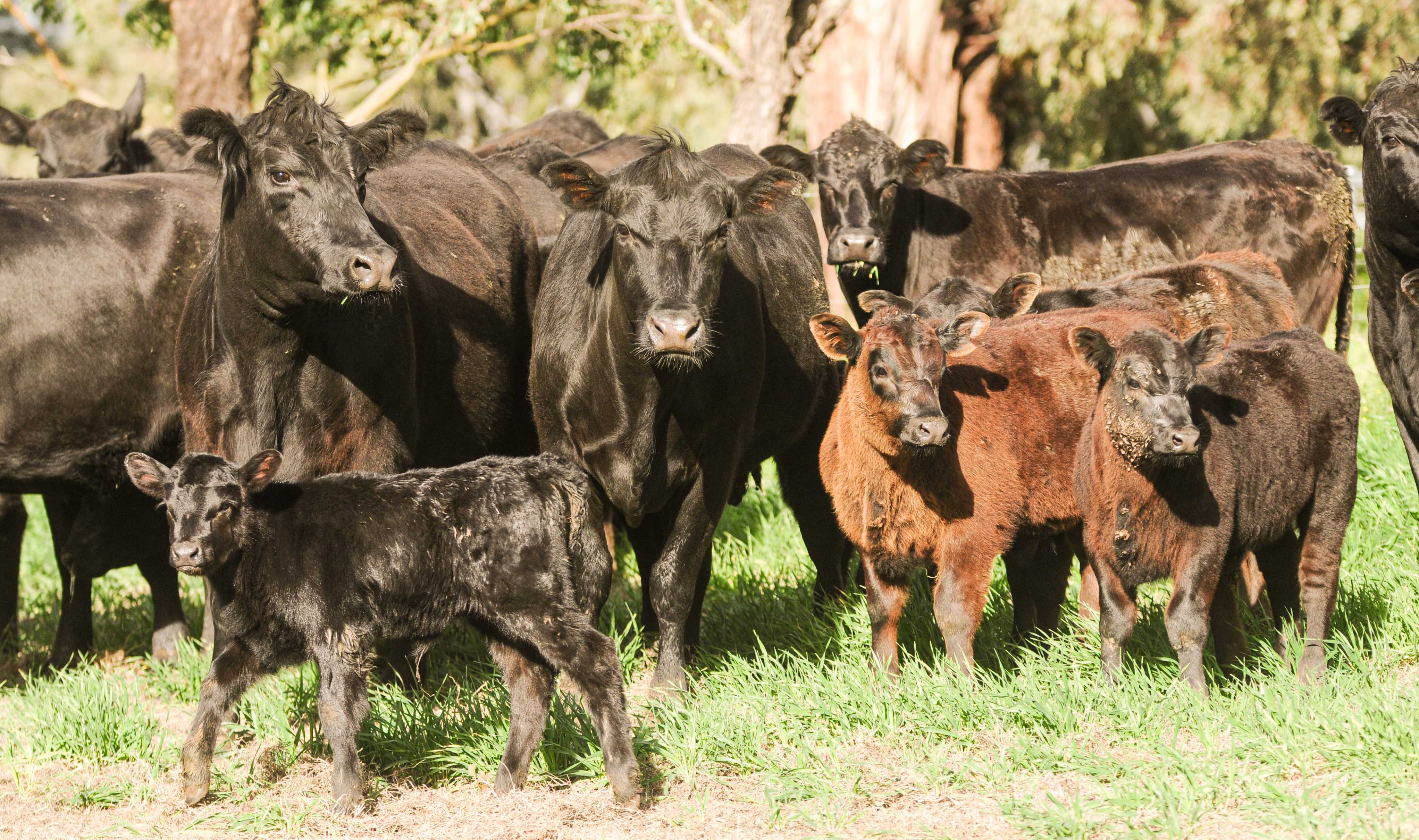 Female slaughter ratio shows herd liquidation not far off