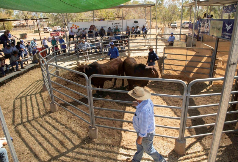 Connecting Australia’s most remote bull sale