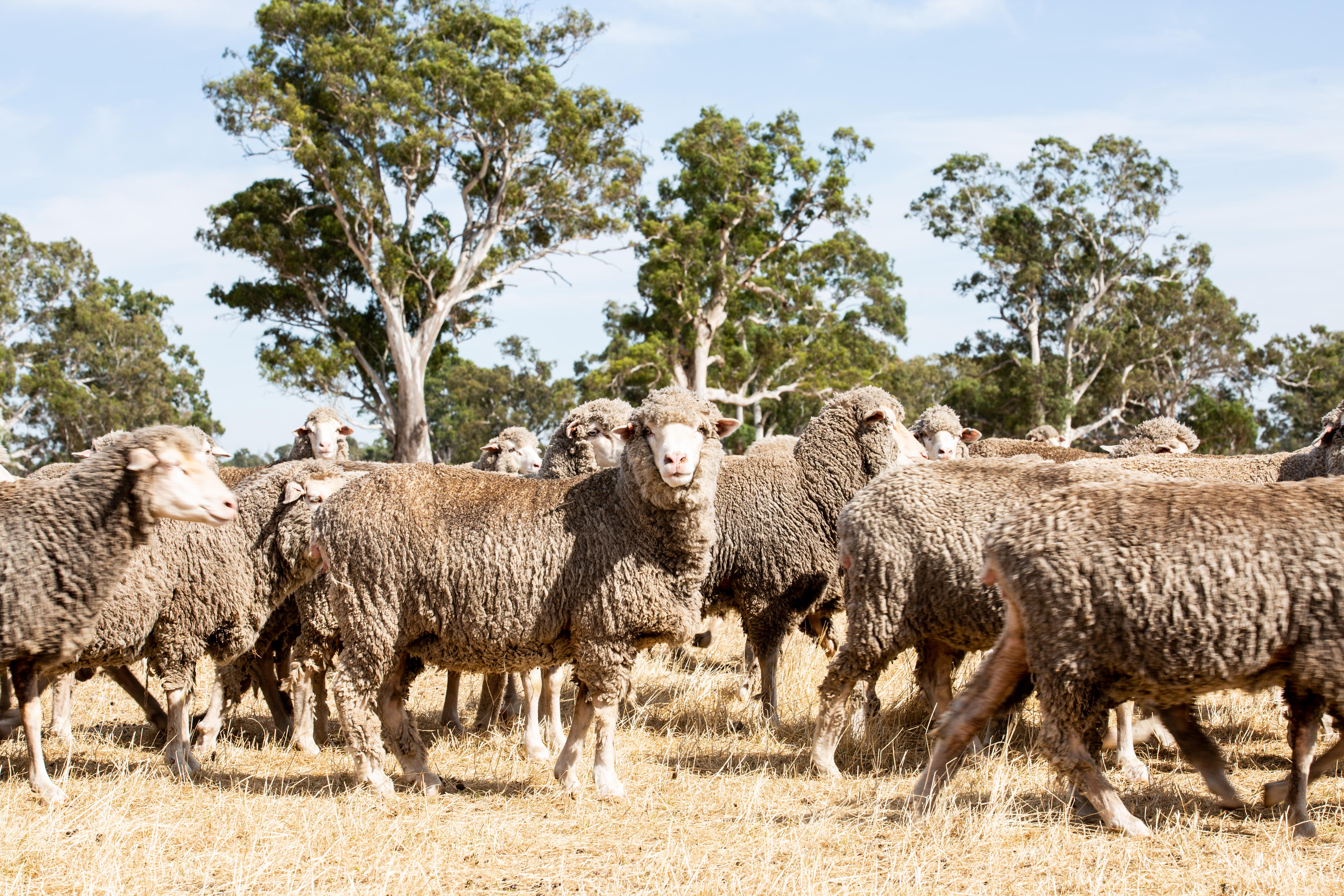 Weekly Sheep & Lamb Comments - Week ending Friday 8th March
