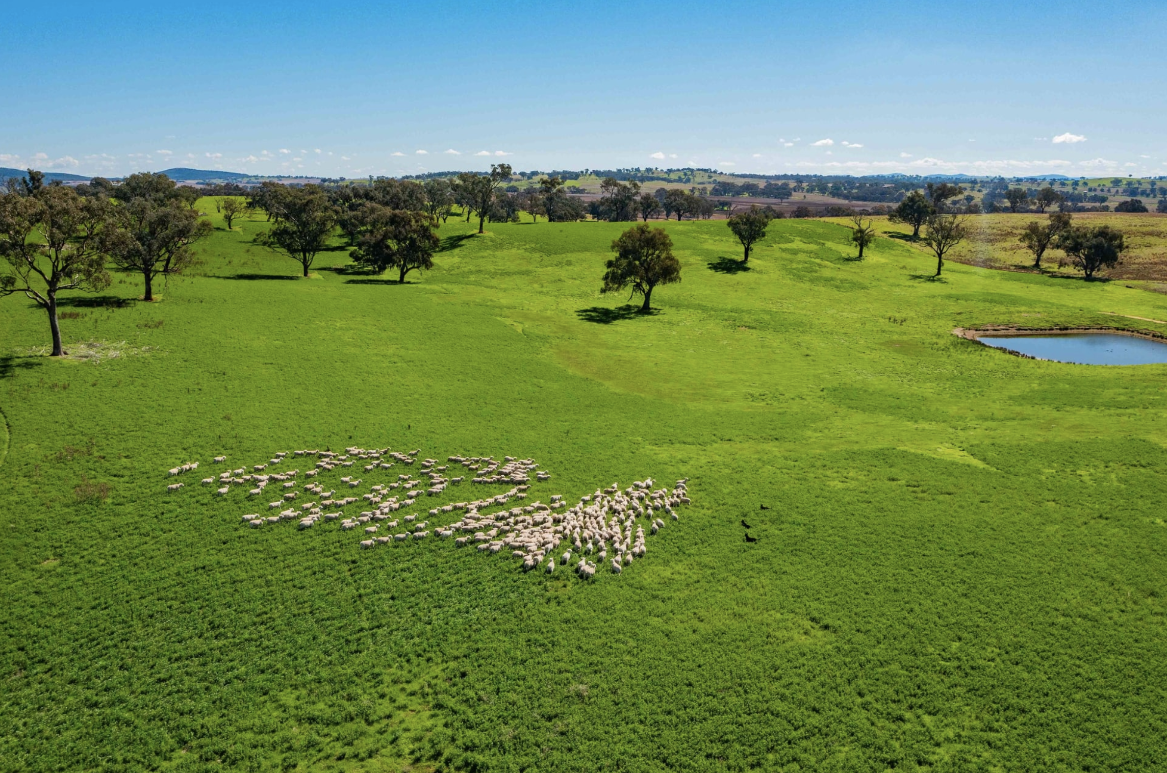 Property Roundup: $53m for regen property, 10% price drop in 20 months near Young