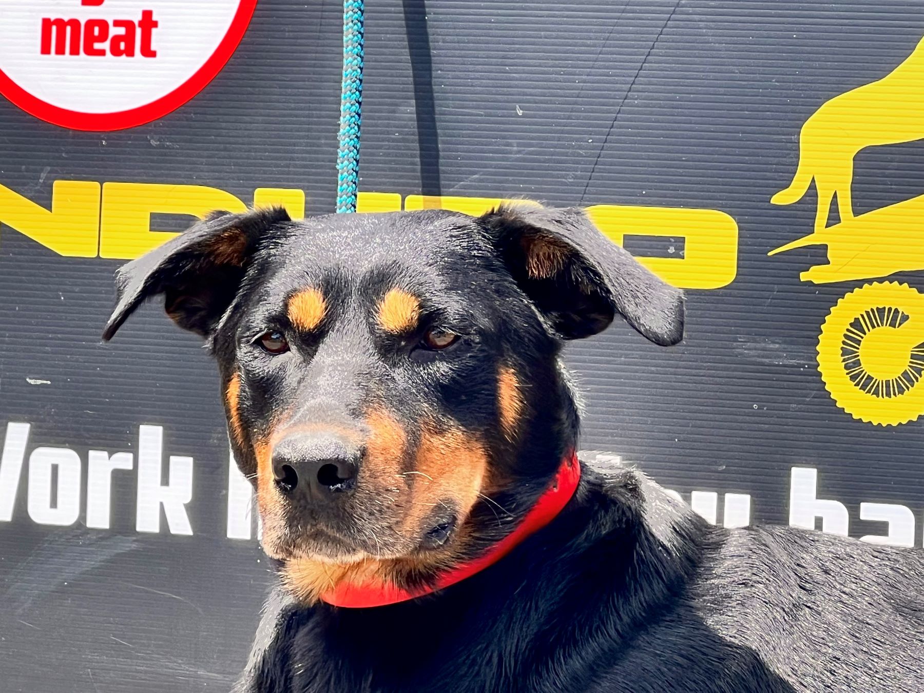 GoGetta Kelpies muster top results