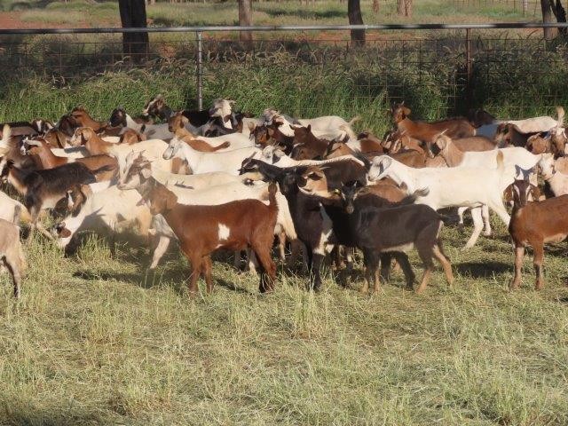 No kidding - record numbers for AuctionsPlus commercial goat sale