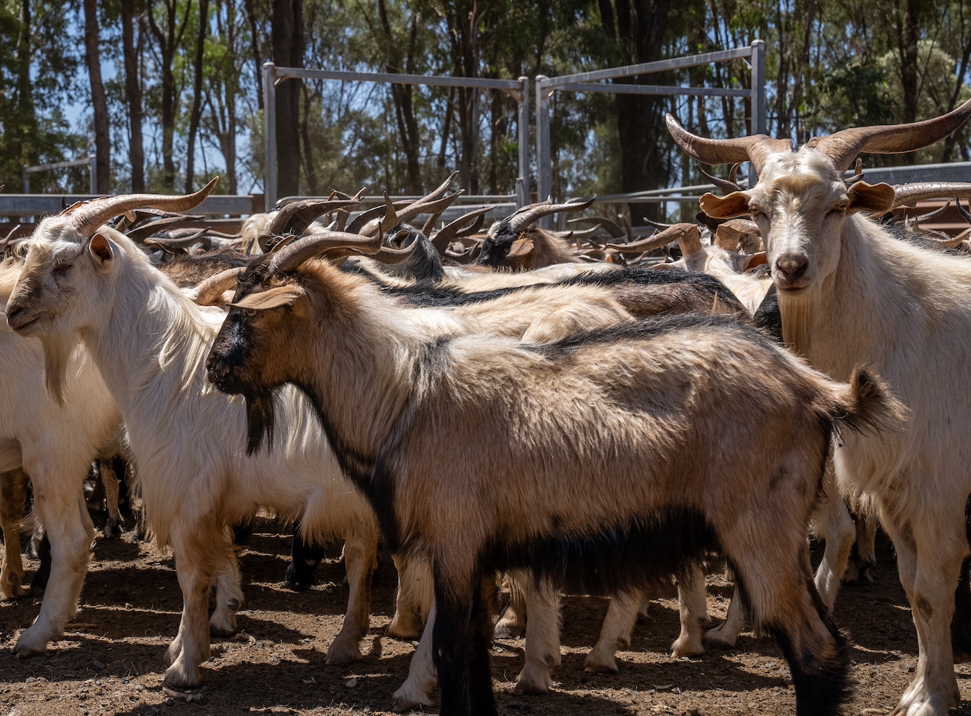 It's the year of the goat for China