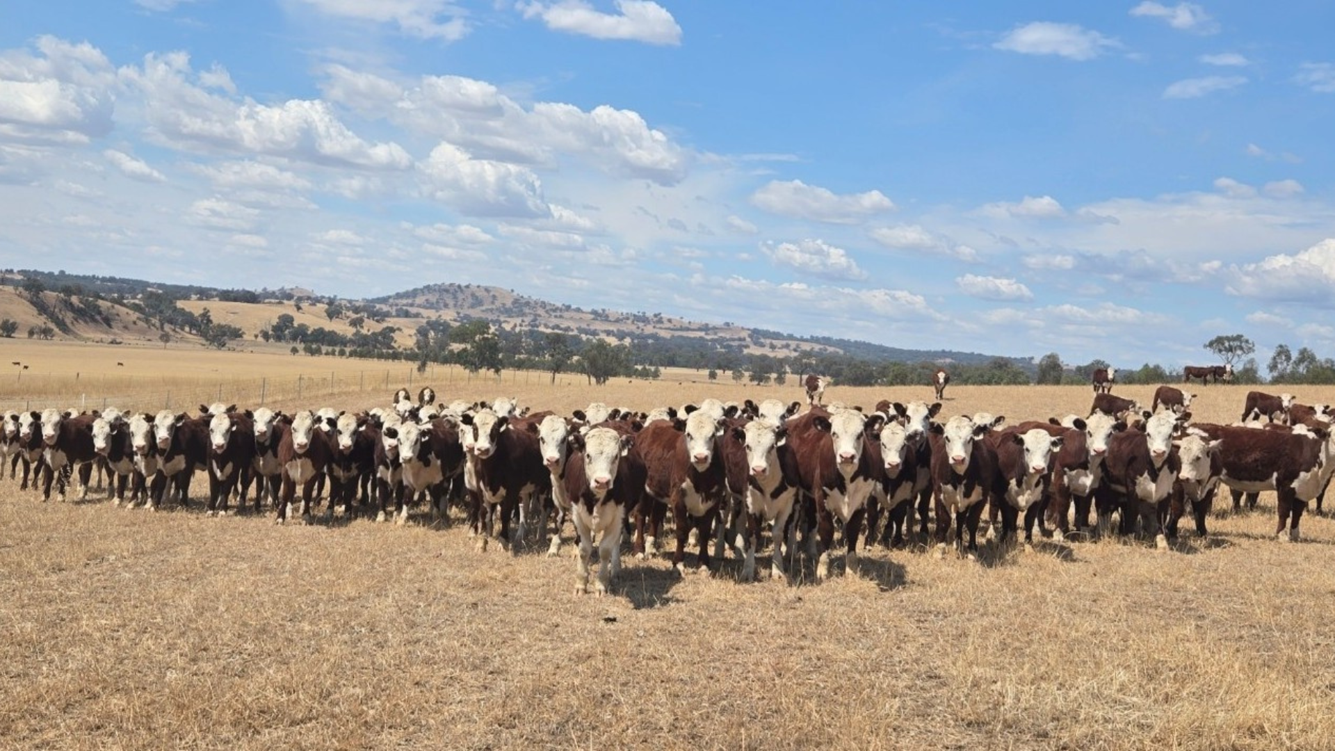 Performance in focus at Herefords Australia forum