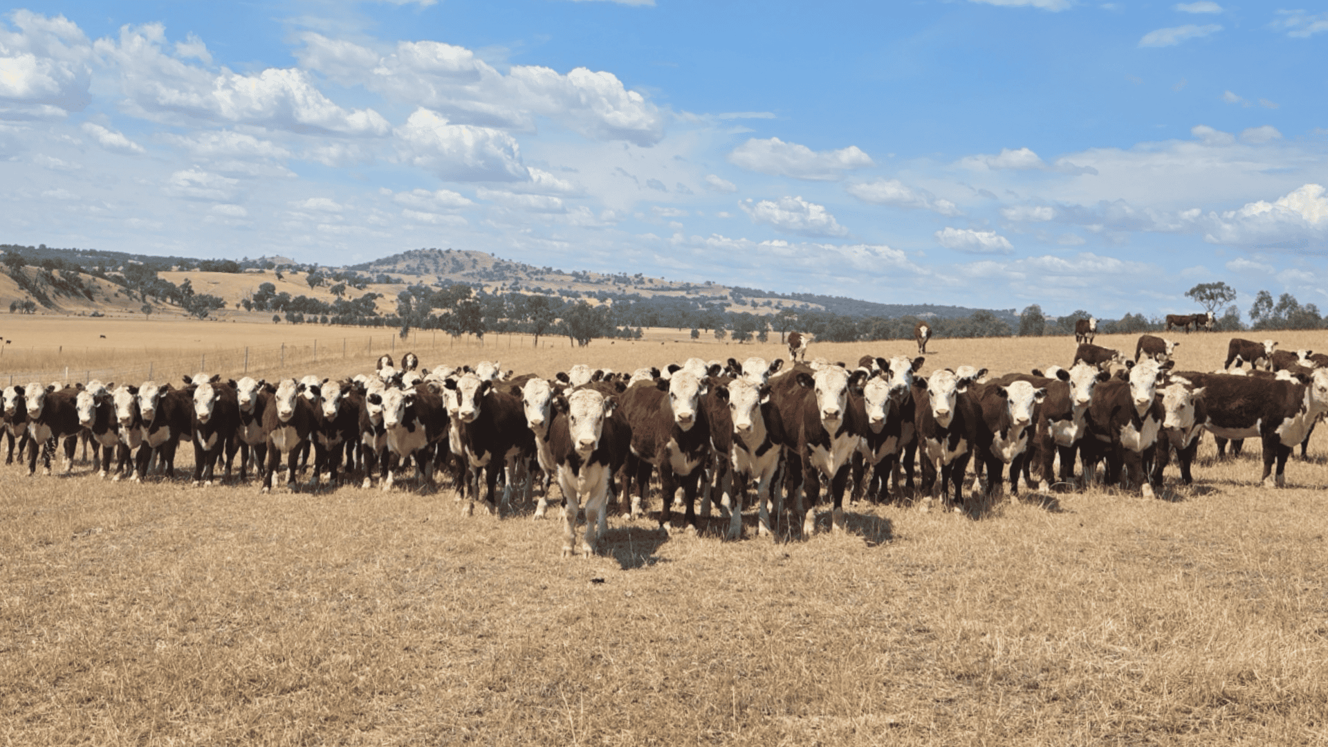 H Injermira PTIC heifers