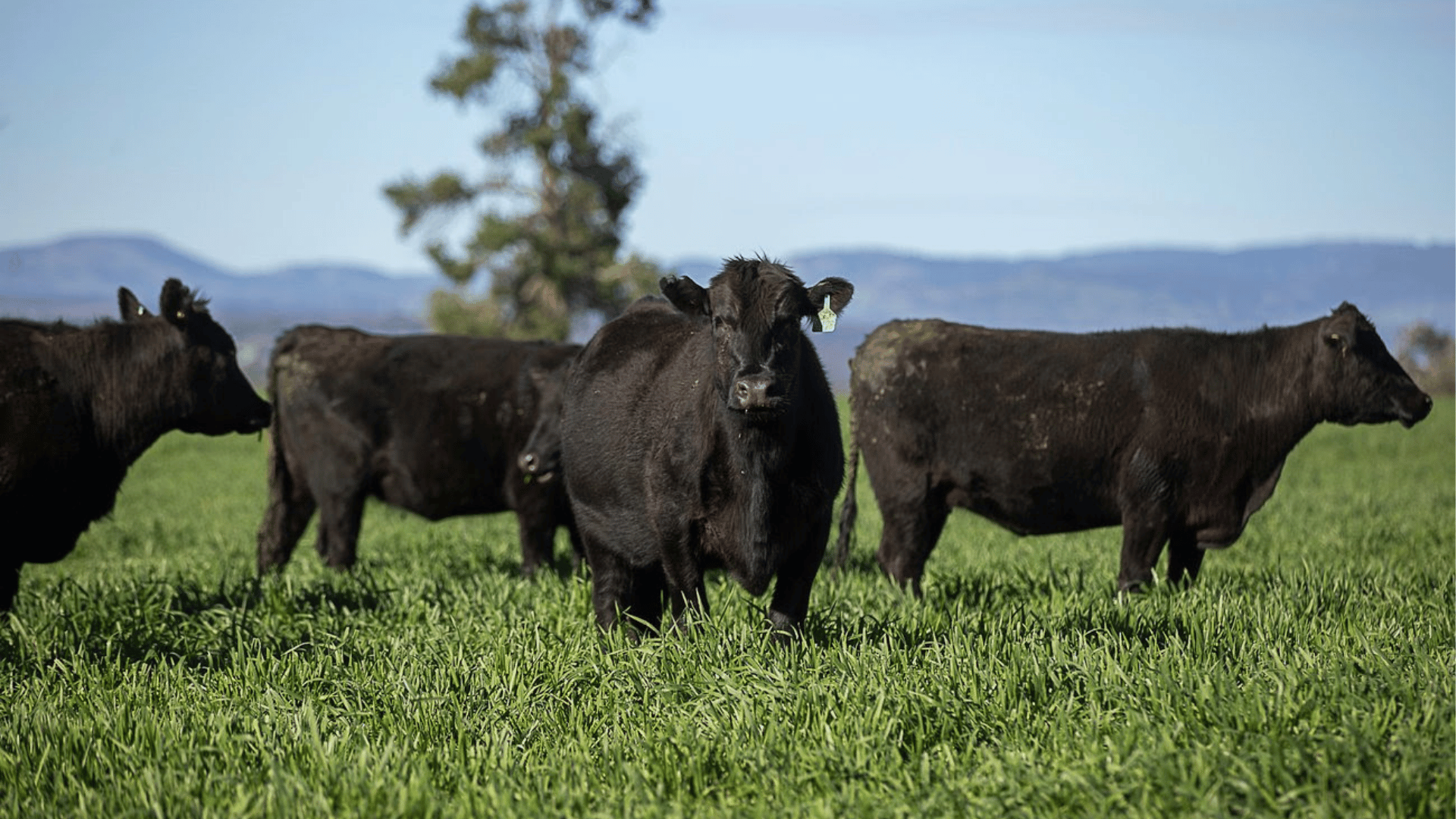 Landmark Coolah aggregation Kapsch Farms hits the market