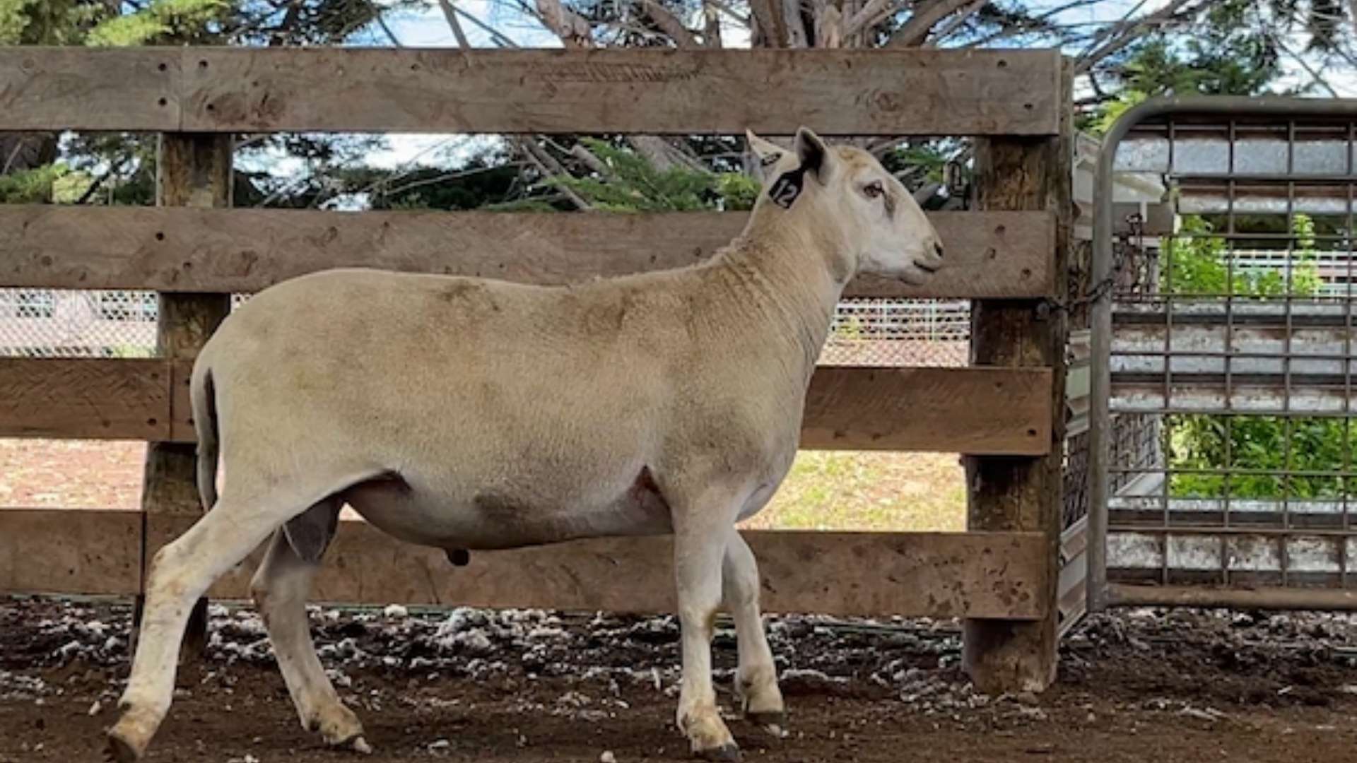 Australia’s first ASBV-integrated stud ram sale proves a standout success