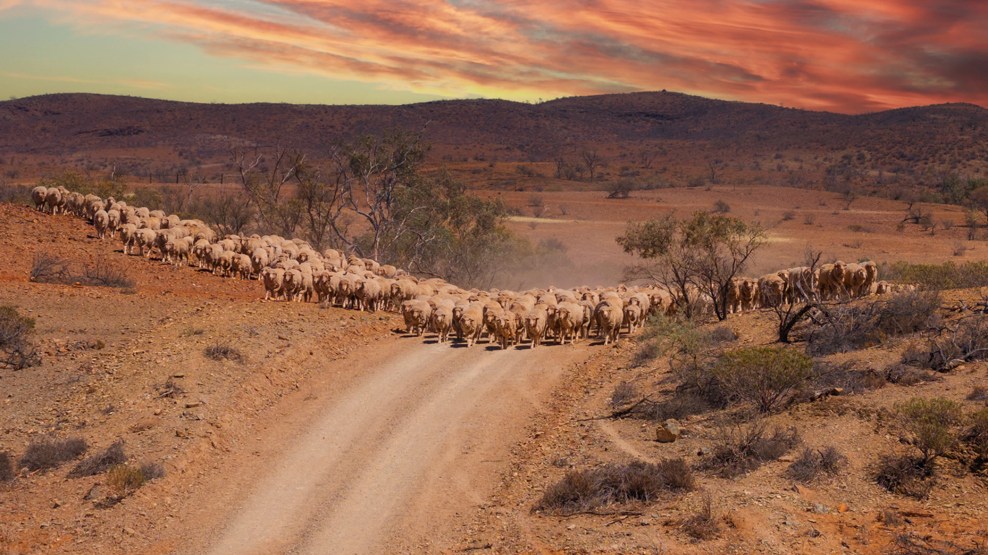 Mount Freeling Station hits market with scale, upgrades and tourism upside