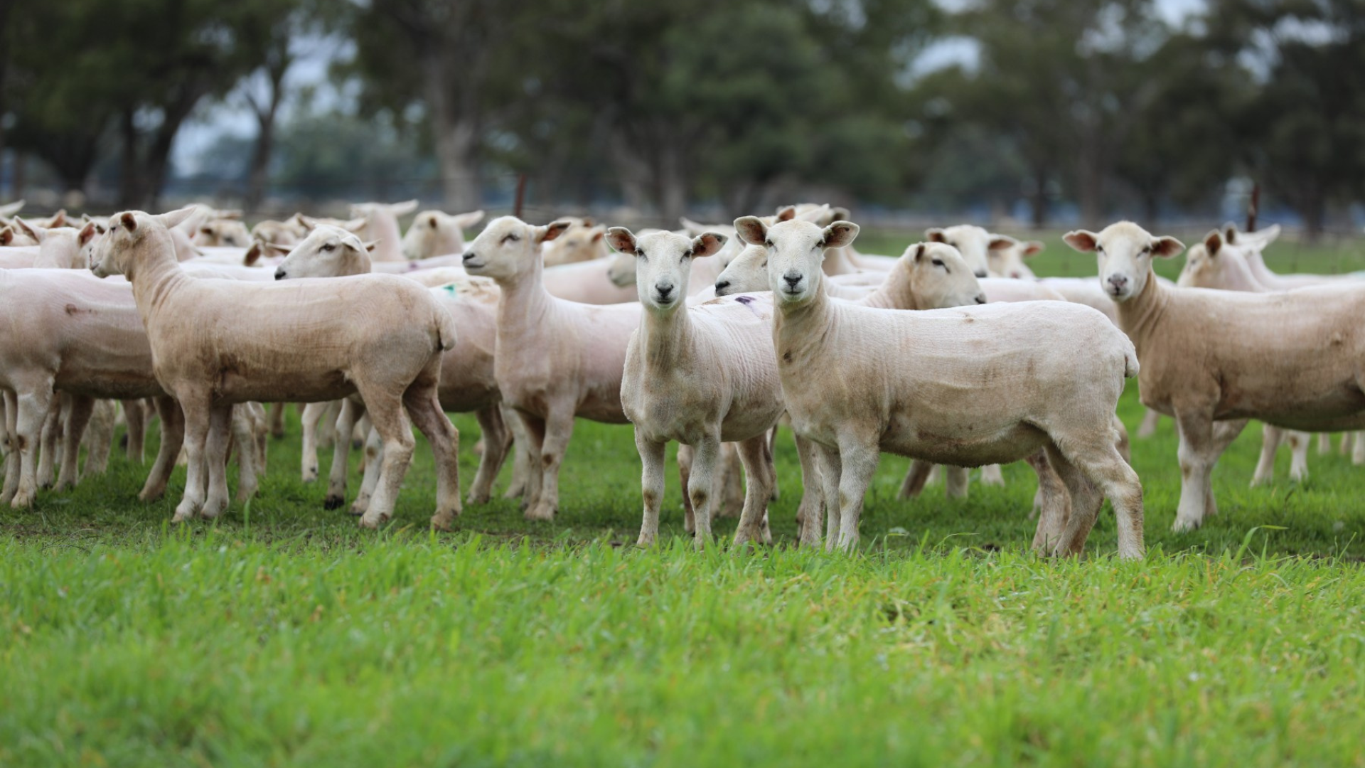 Records tumble in AuctionsPlus sheep and lamb sales