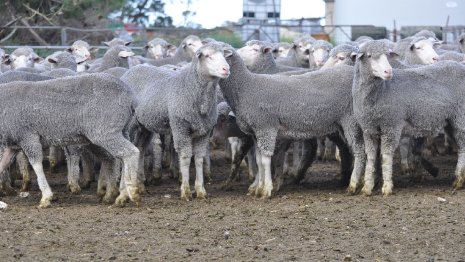 Non-mulesed Merino ewes sell to $328 in first multi-vendor sale