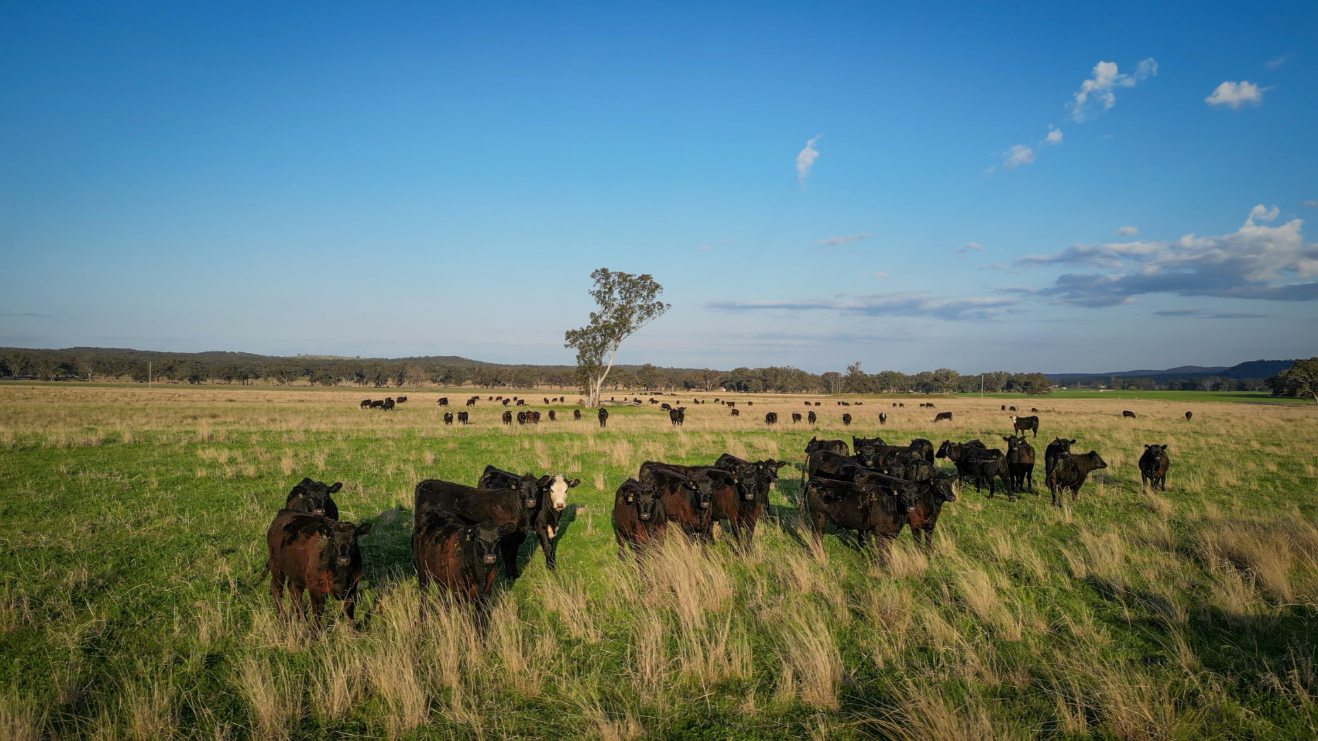 Soft grain prices and soaring inputs weigh on rural property confidence