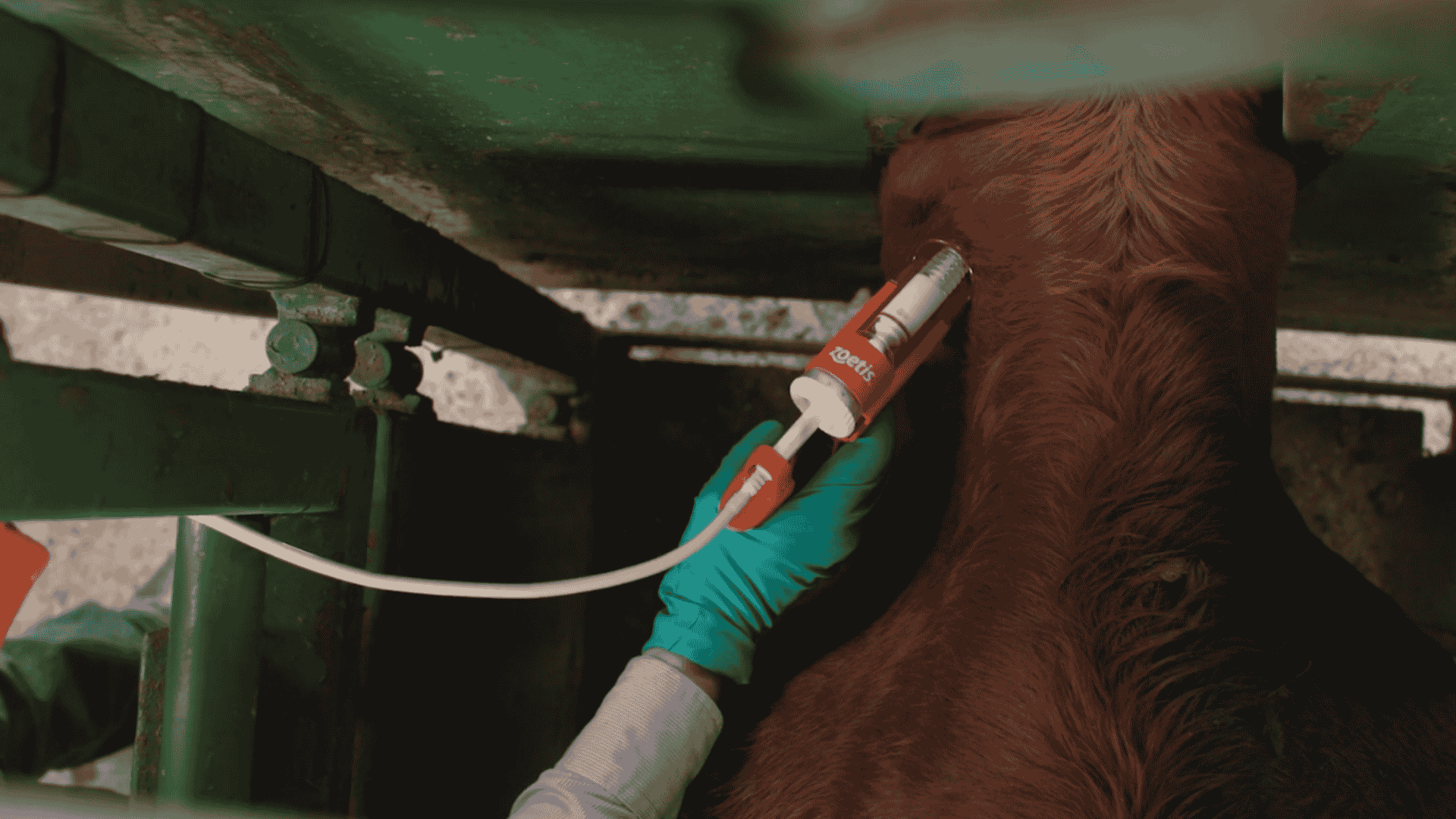 Pre-vaccination: The new standard for modern beef production