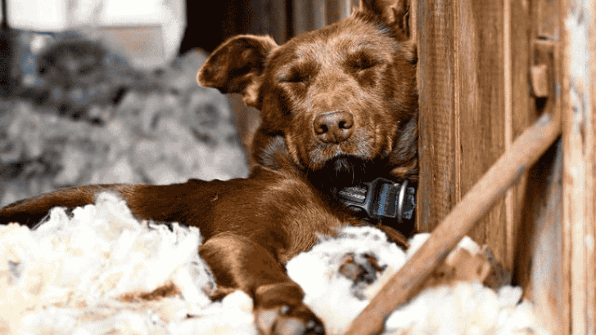 Kelpie on a cloud of wool takes out top honours in 2025 Ag Day photo competition