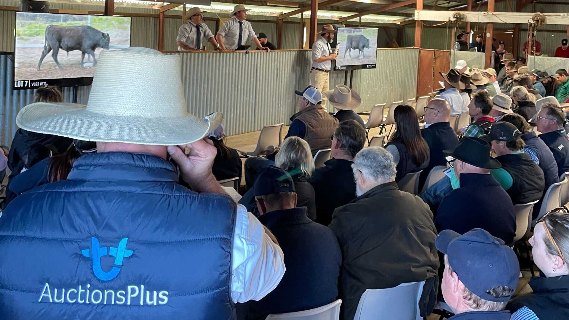 Stud sale averages climb year-on-year