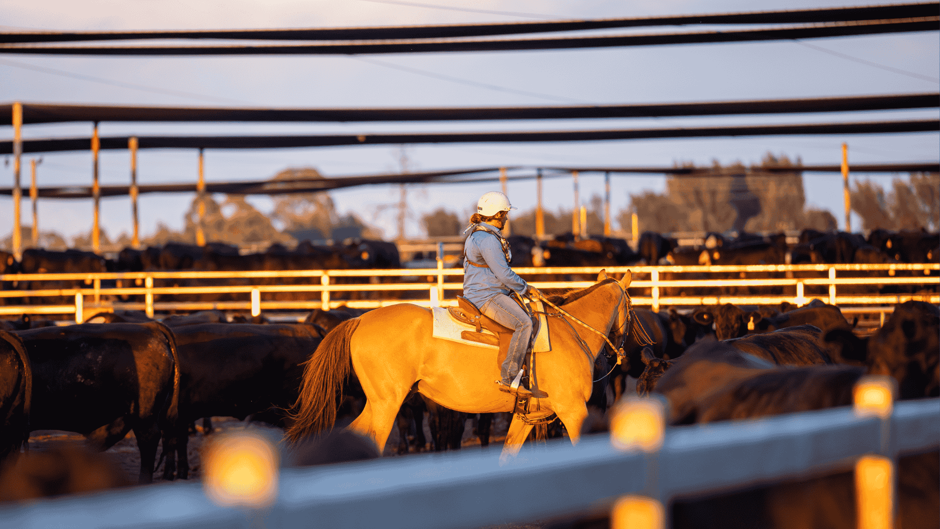 Capacity growth signals confidence in lotfeeding