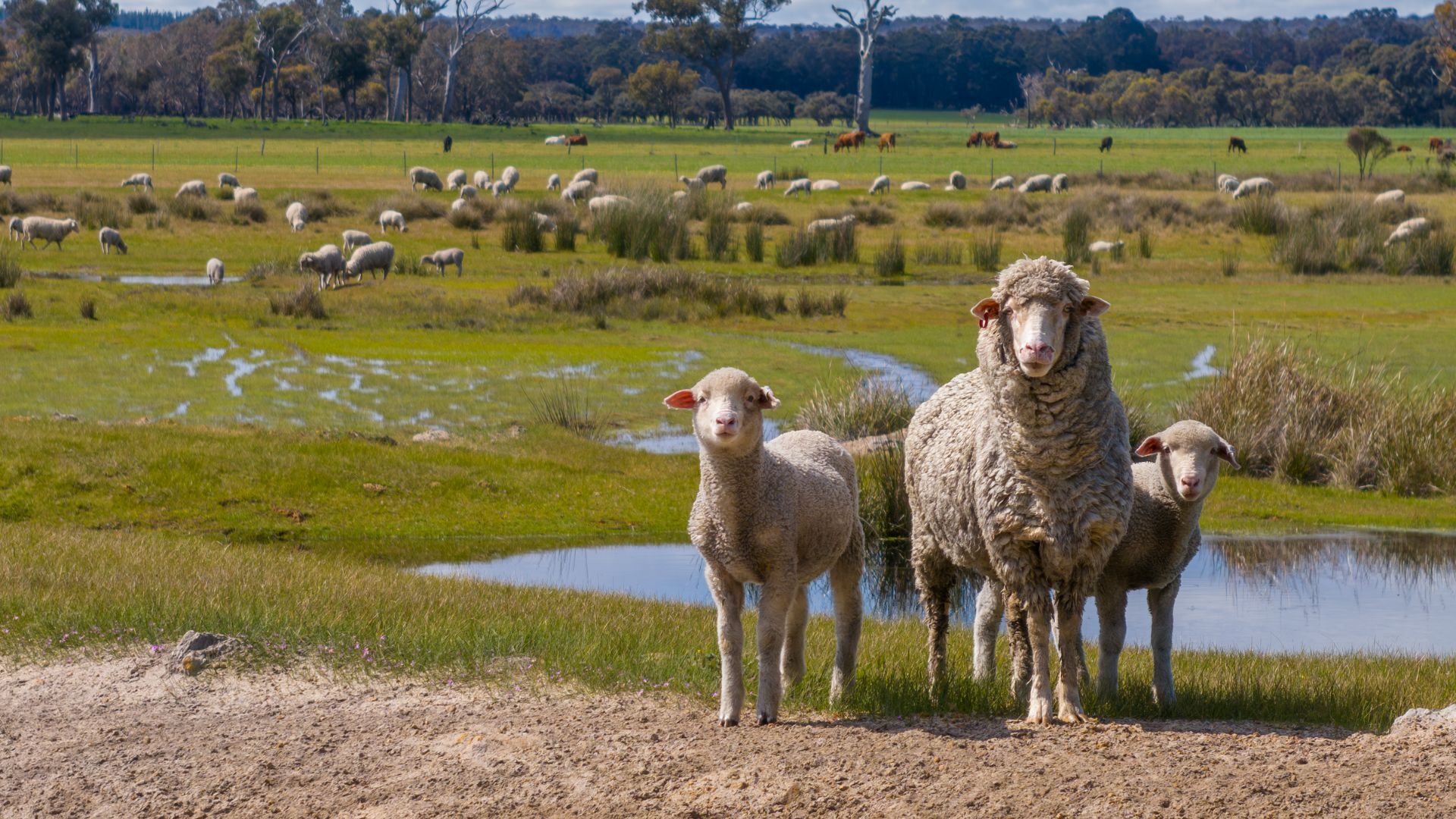 Pathway emerges for elusive EU-Australia trade deal