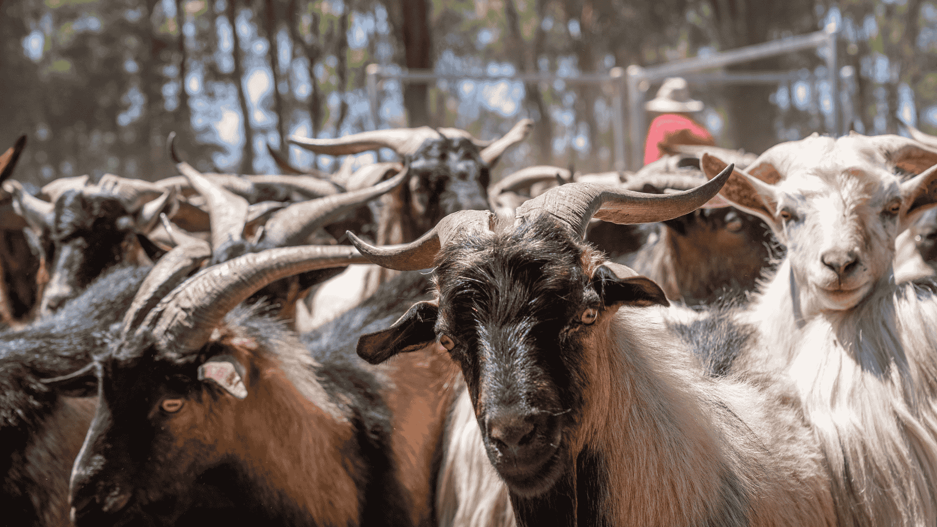 Global appetite drives Australian beef and goatmeat exports to new highs