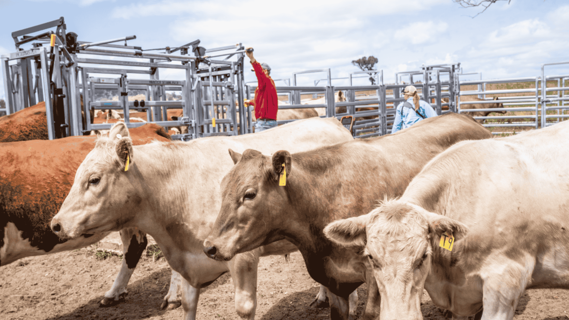 INDICATORS: Cattle indicators slide as sheep and lamb markets strengthen