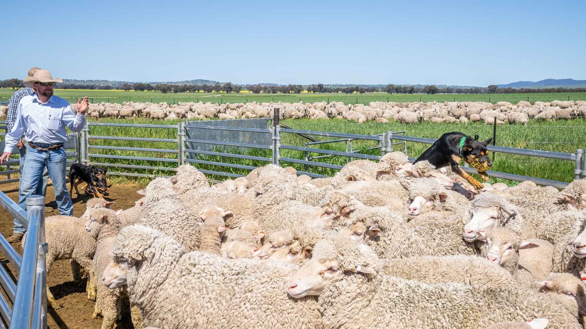 Lamb trading margins improve as grass and prices align