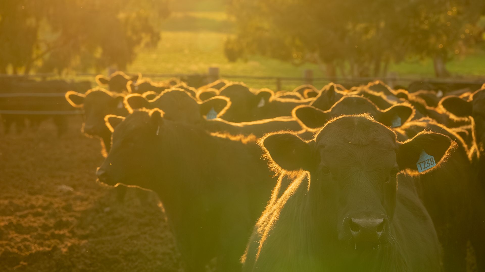 Australia’s Beef processors at capacity as slaughter resets the record books