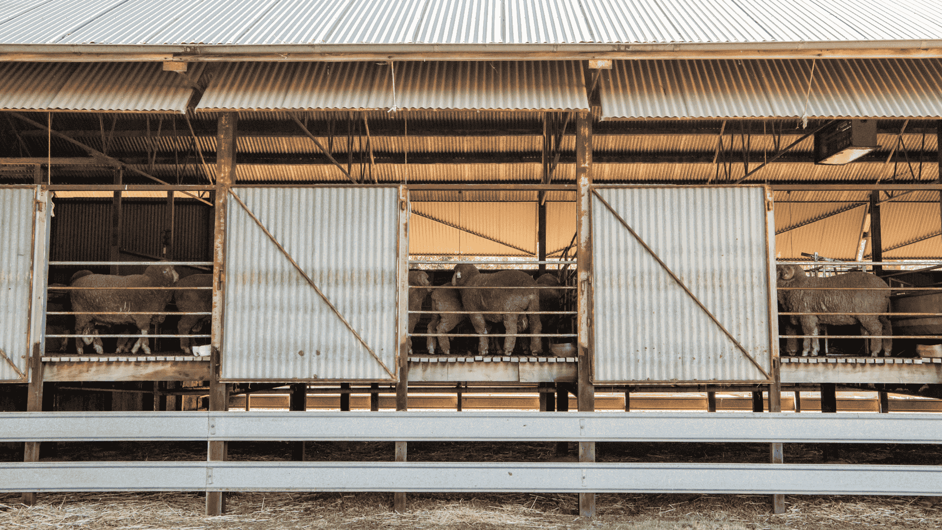 Weekly Sheep & Lamb Market Report