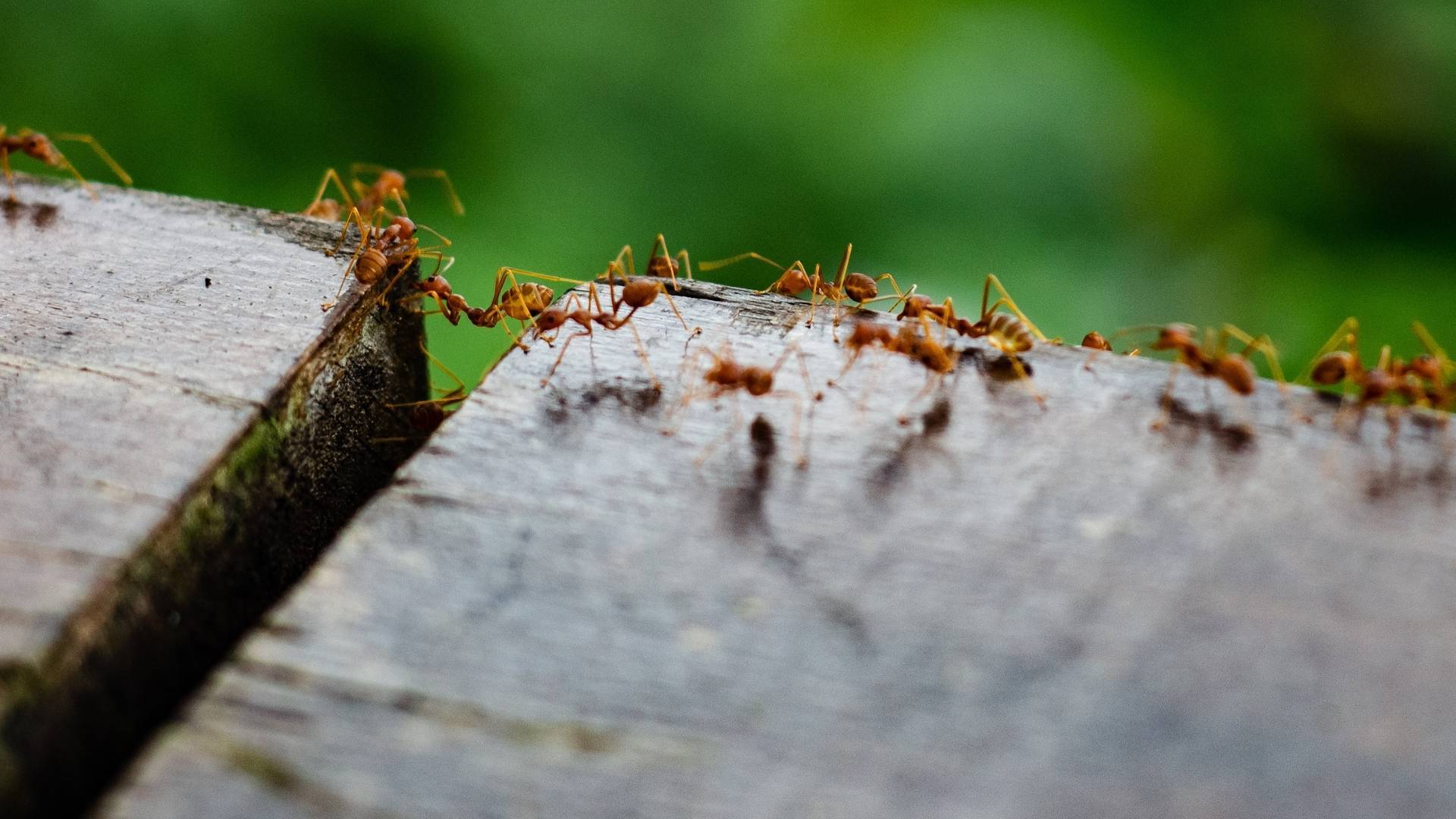 Push to ramp-up fire ant battle as new nest found