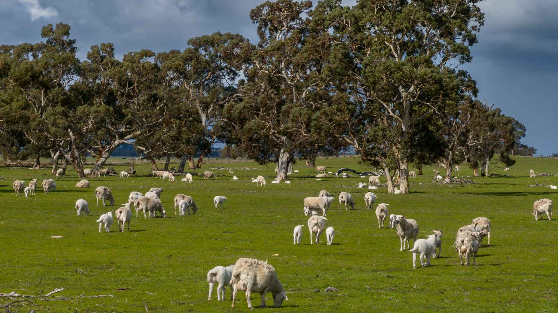 Producer survey points to tighter lamb supply ahead