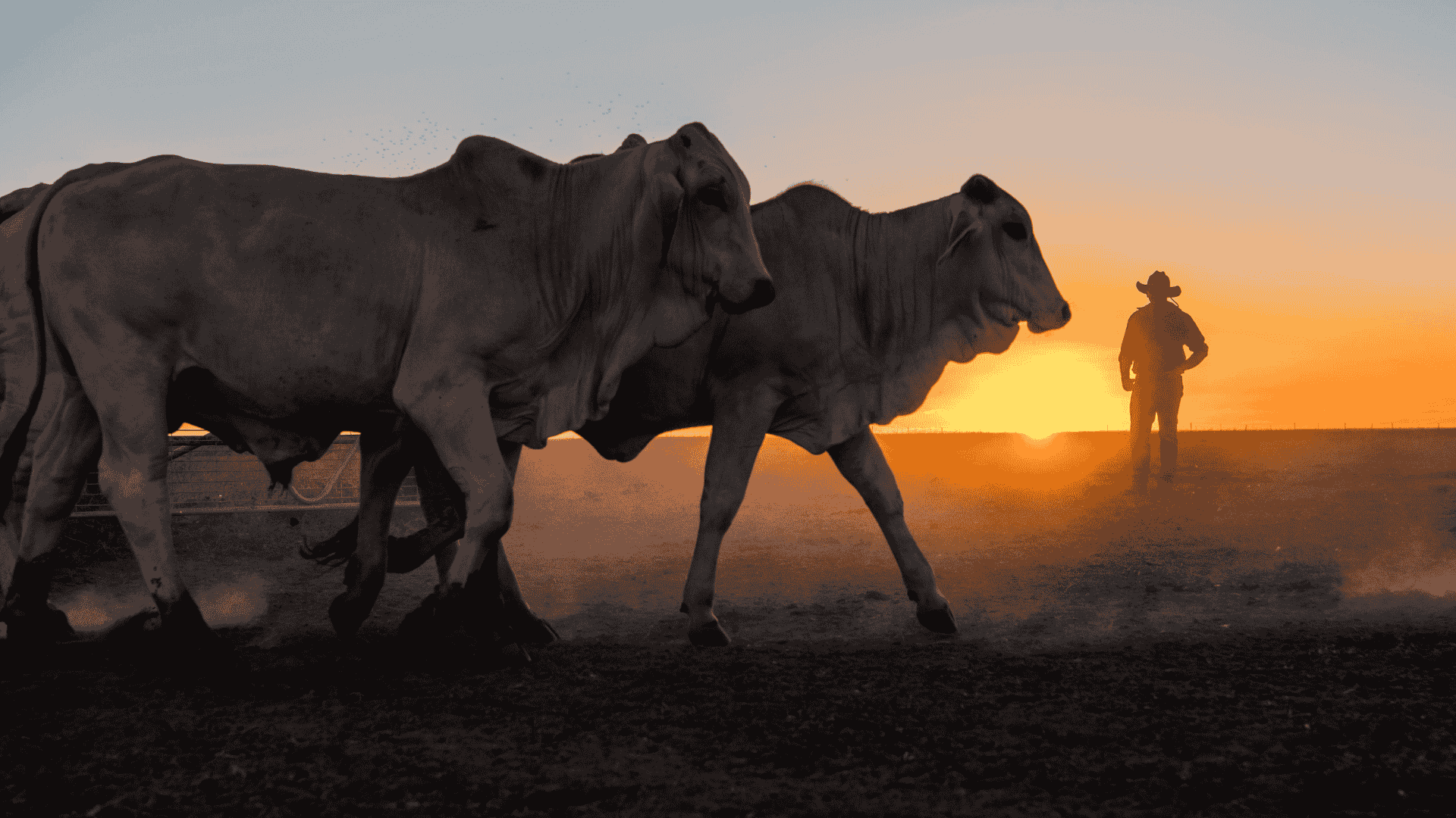 Weekly Cattle Market Report
