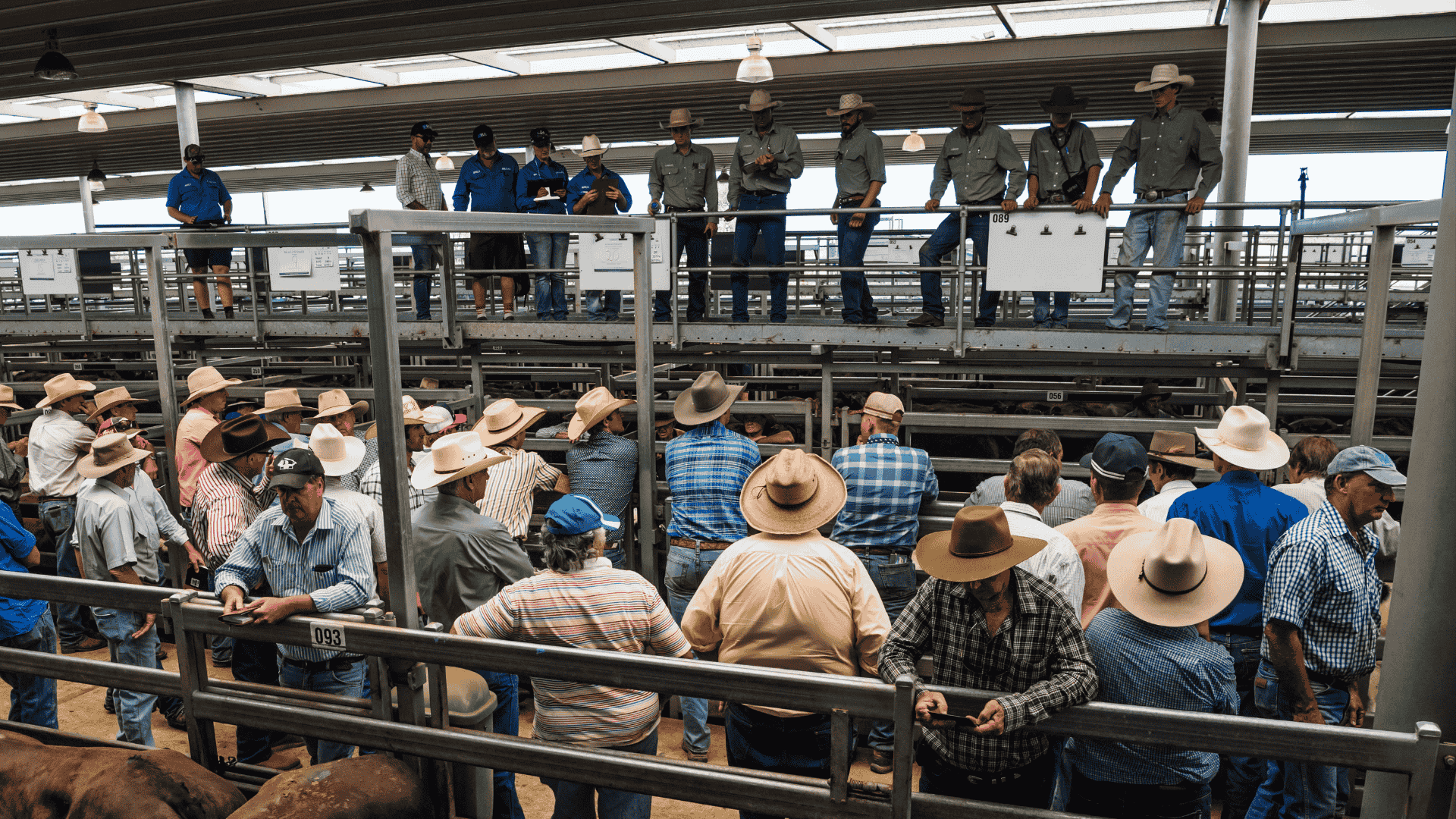 Early report card for the 2026 border regions weaner sales