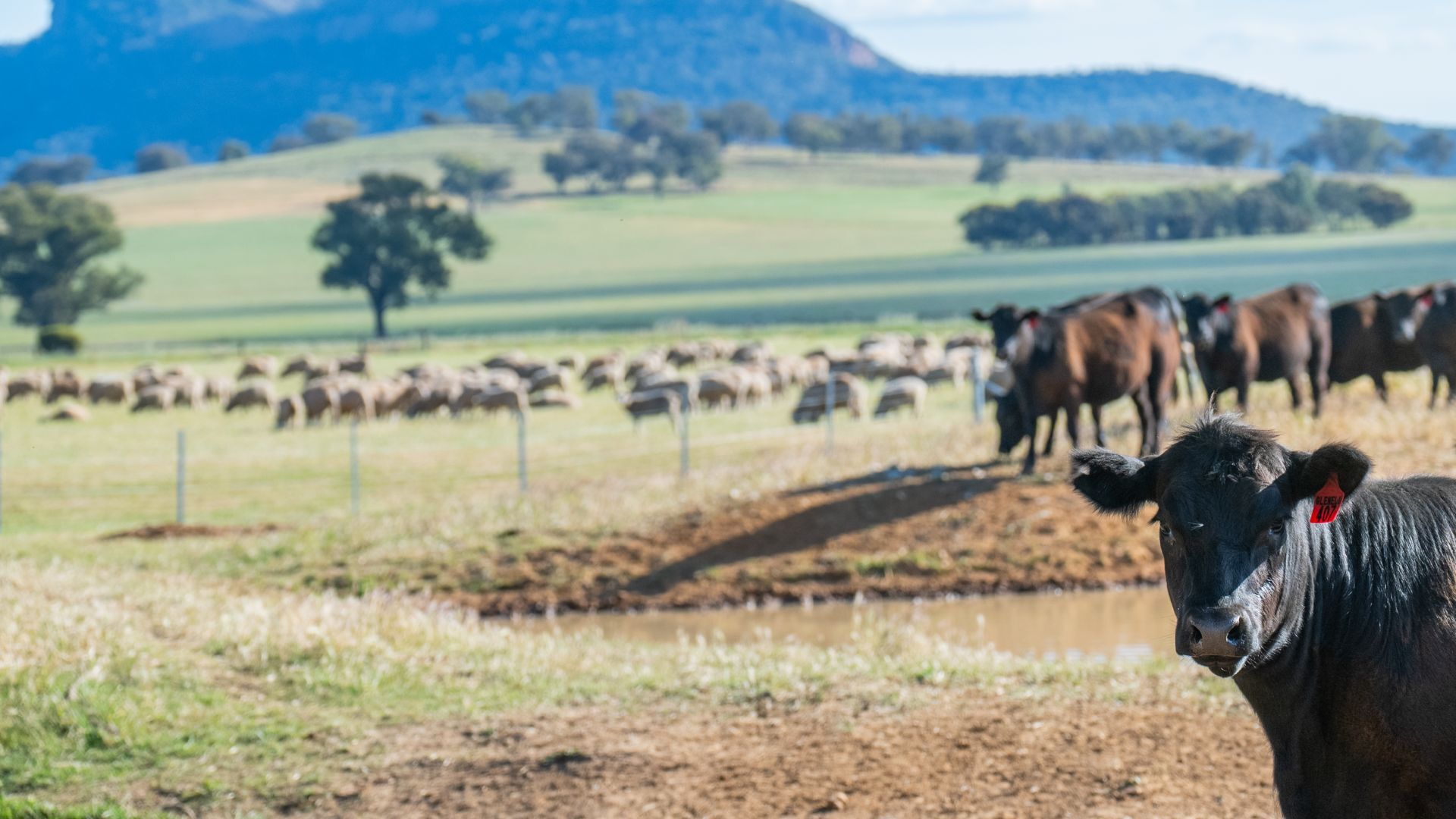 Clearance rates climb in Q3 as dry conditions shape national throughput