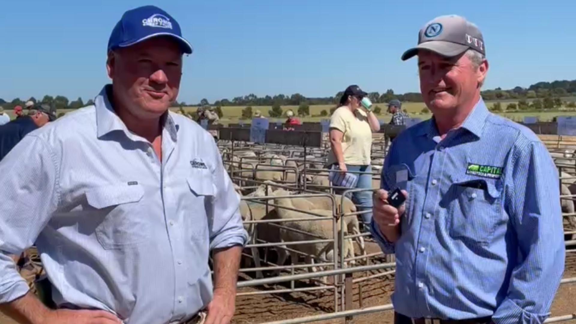 Chrome Sheep Stud's Summer Ram Sale opens the year with record January results