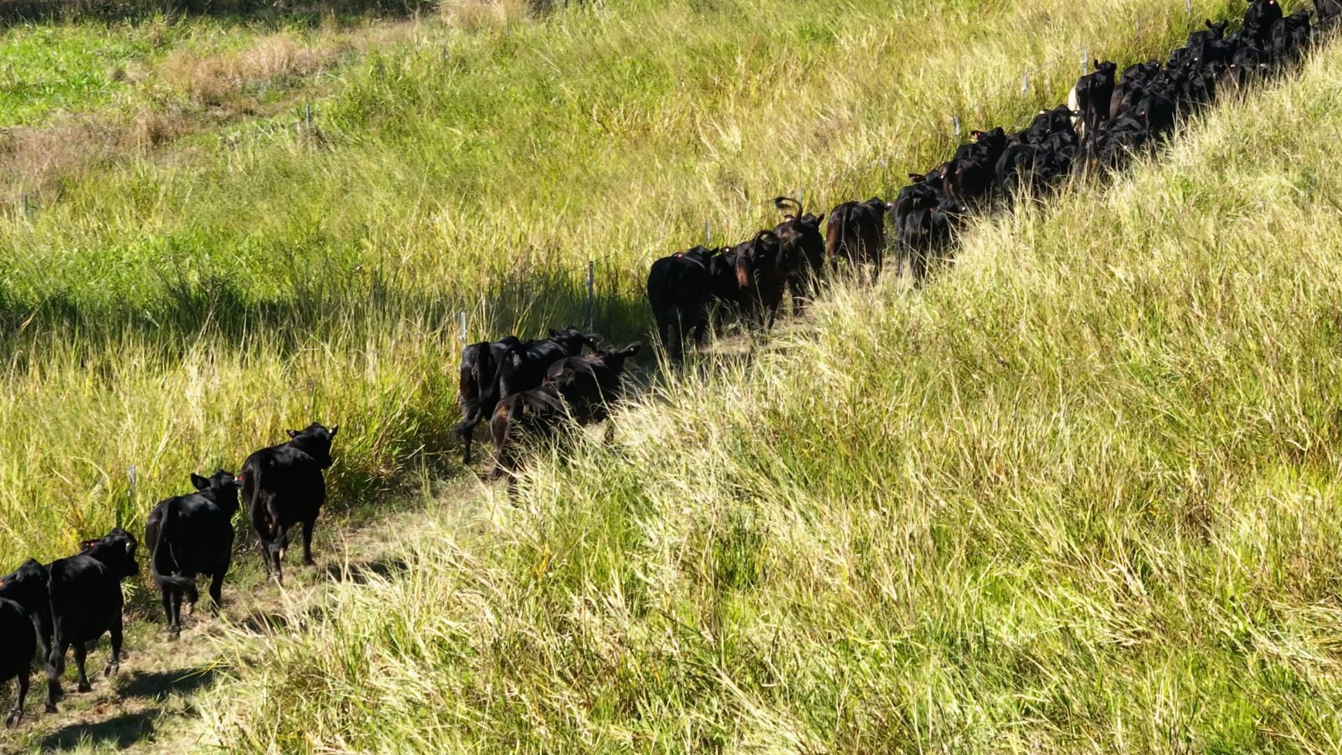 Diamonds are a breeder's best friend as BLING Brangus Female Sale is set to shine on AuctionsPlus