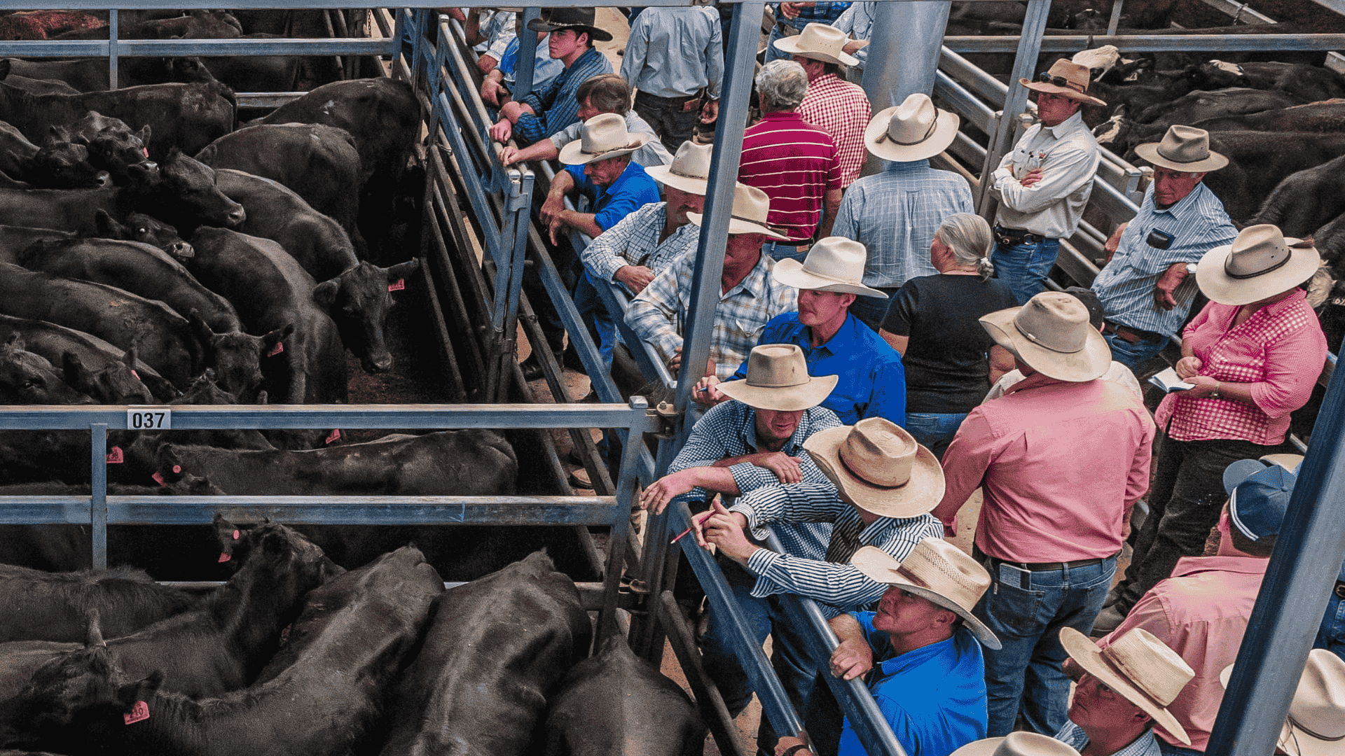 Elders Yea Blue Ribbon Weaner Sale to proceed as planned with relocation to Leongatha