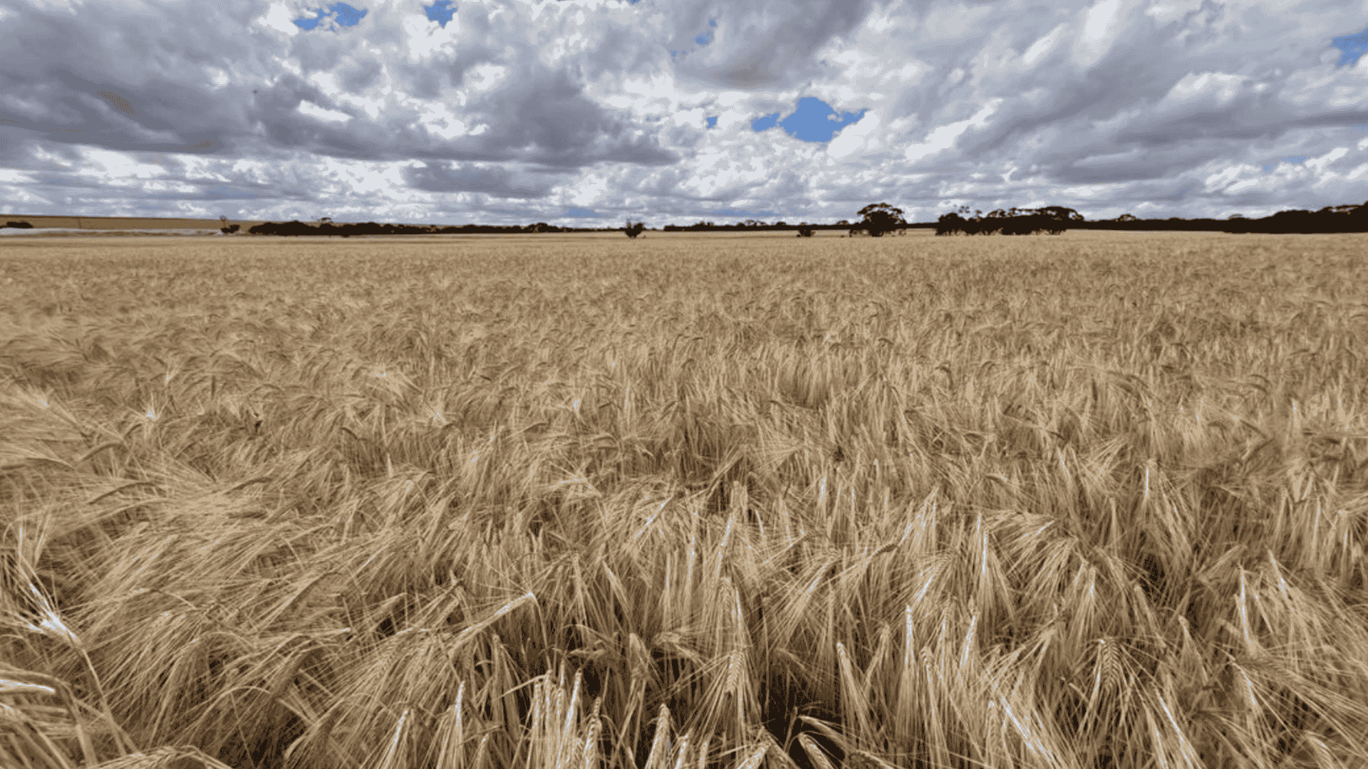 Major movements in WA as winery icon and Wheatbelt giant hit the market