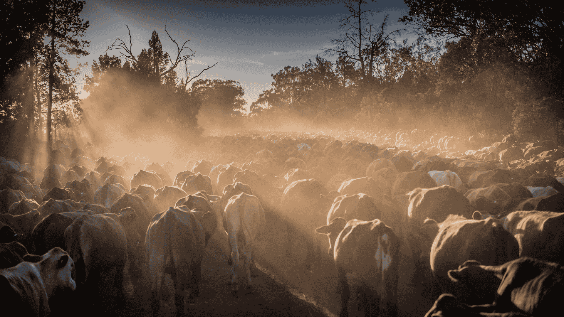 Who’s going to hurt most under the China beef tariff?