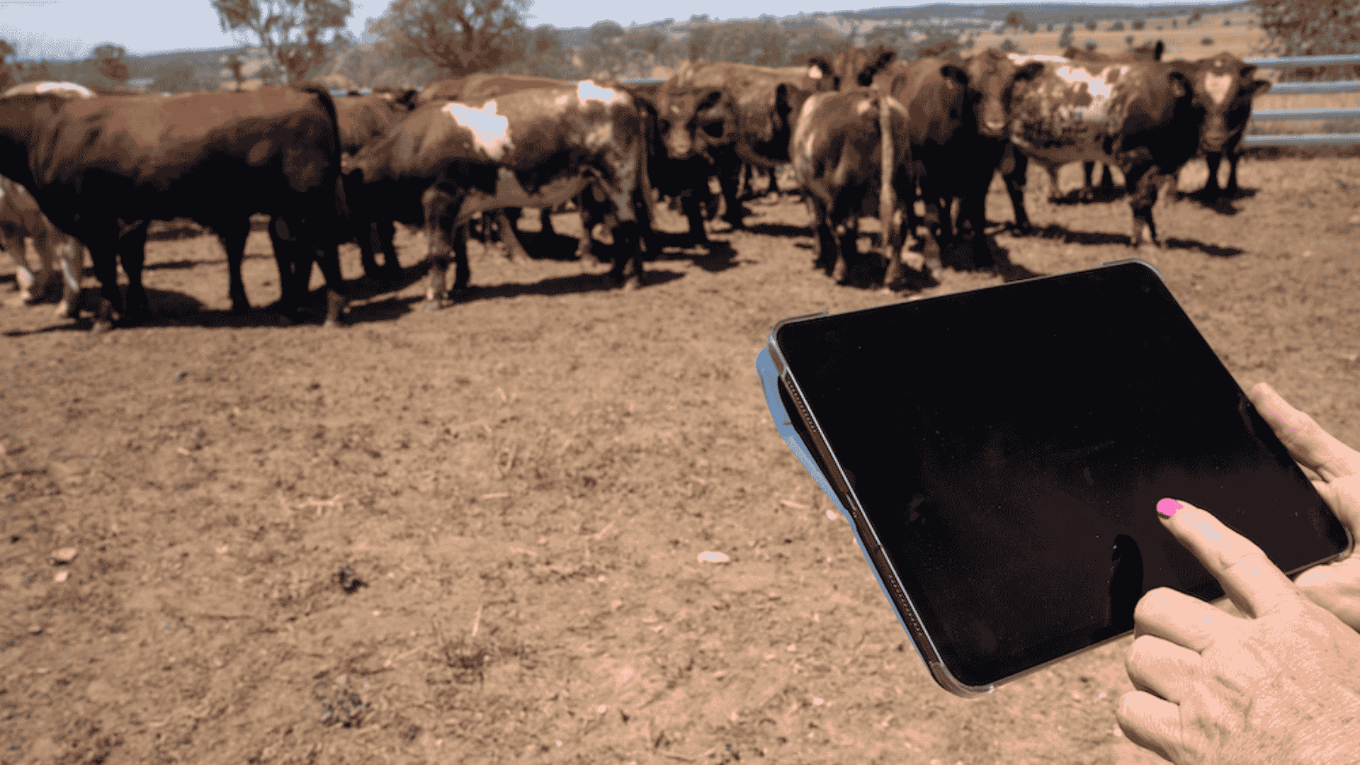 Which regions dominated AuctionsPlus cattle listings in Q4 2025?