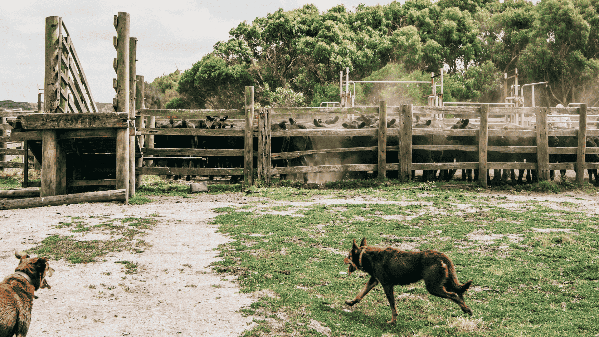 QLD restocker demand strong as China tariff announcement shifts feeder plans