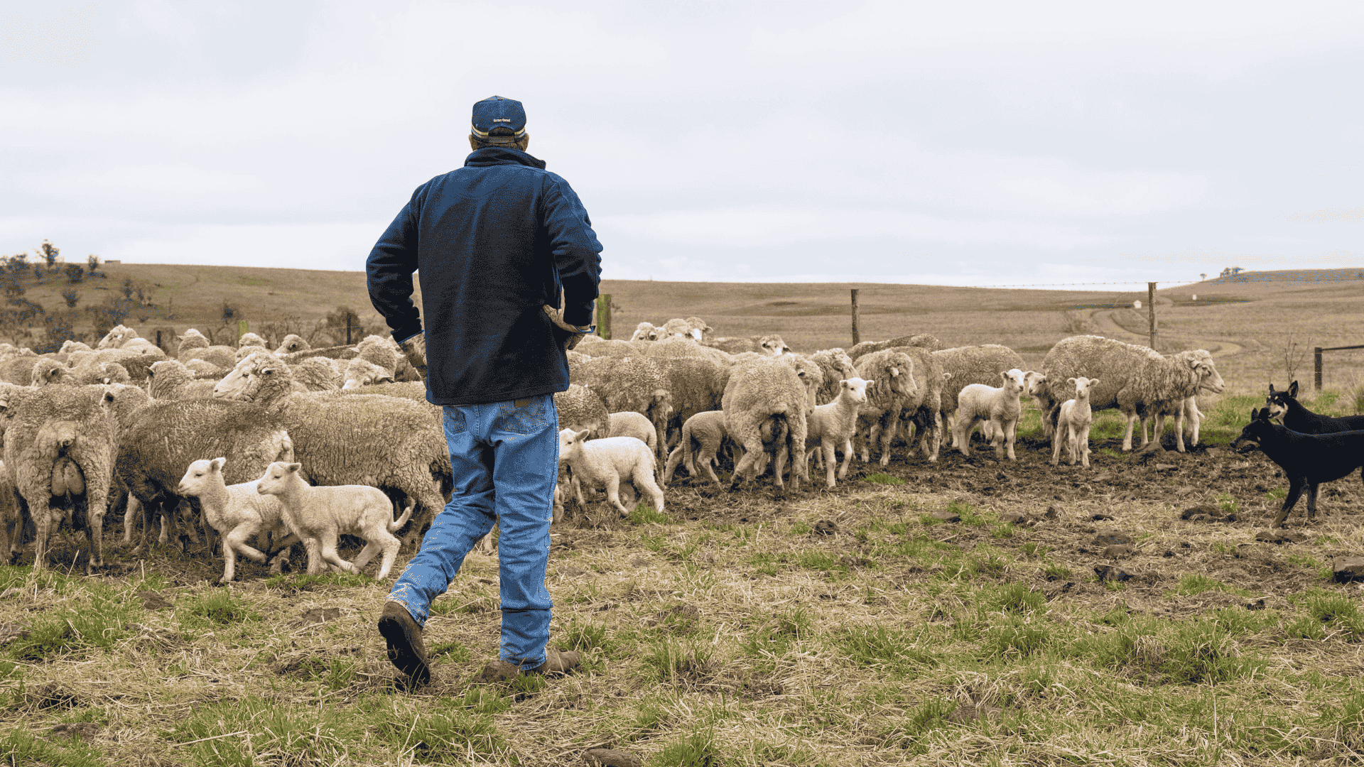 Flock forecast to rise in 2026