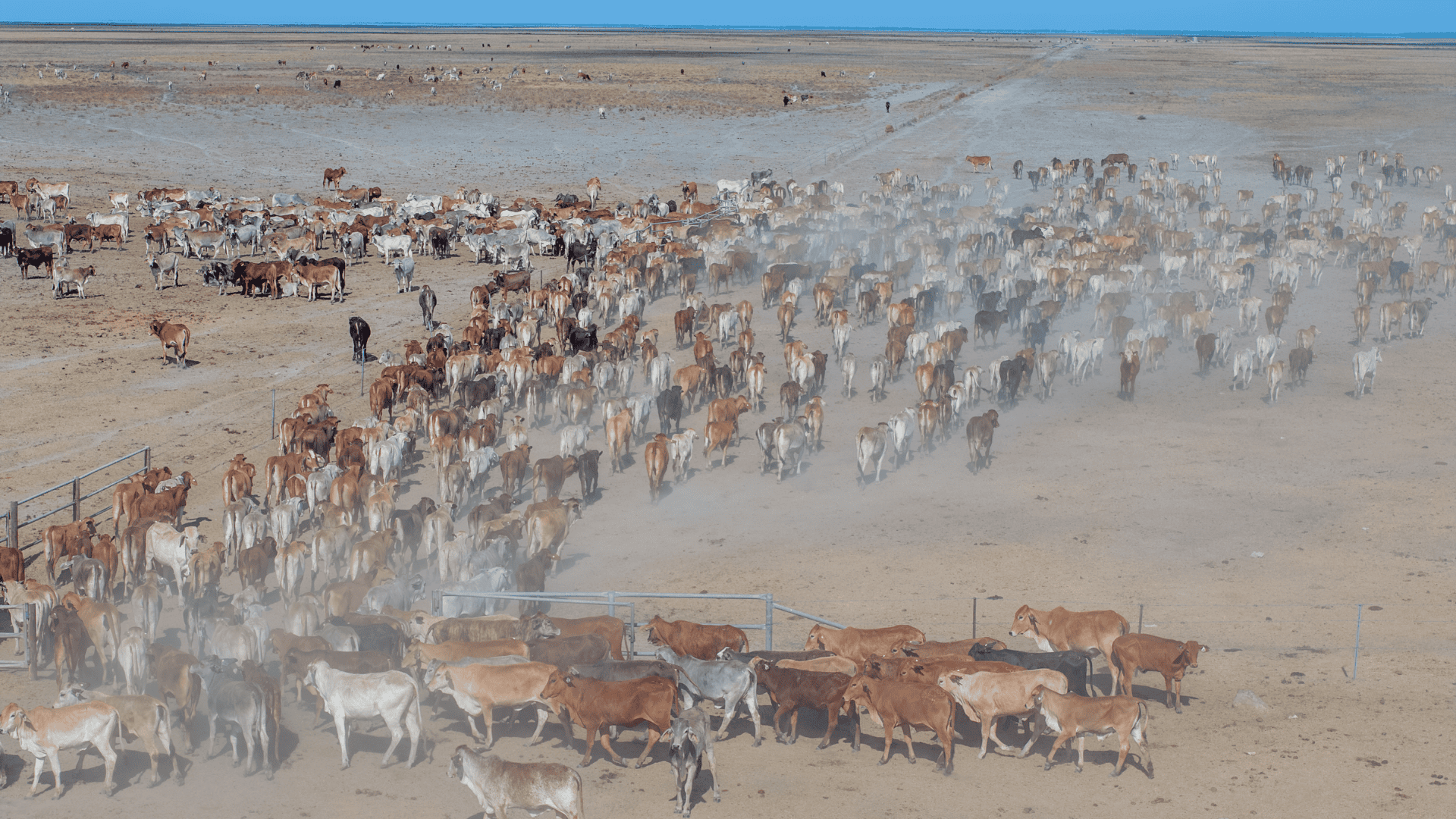 INDICATORS: Lamb markets lead the charge as EYCI holds near 862c/kg