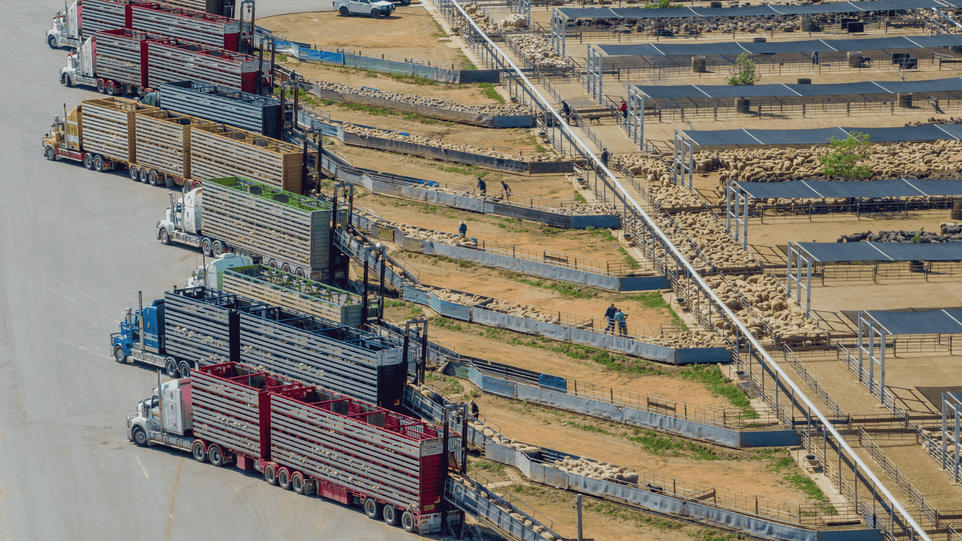 Lamb slaughter starts on a high