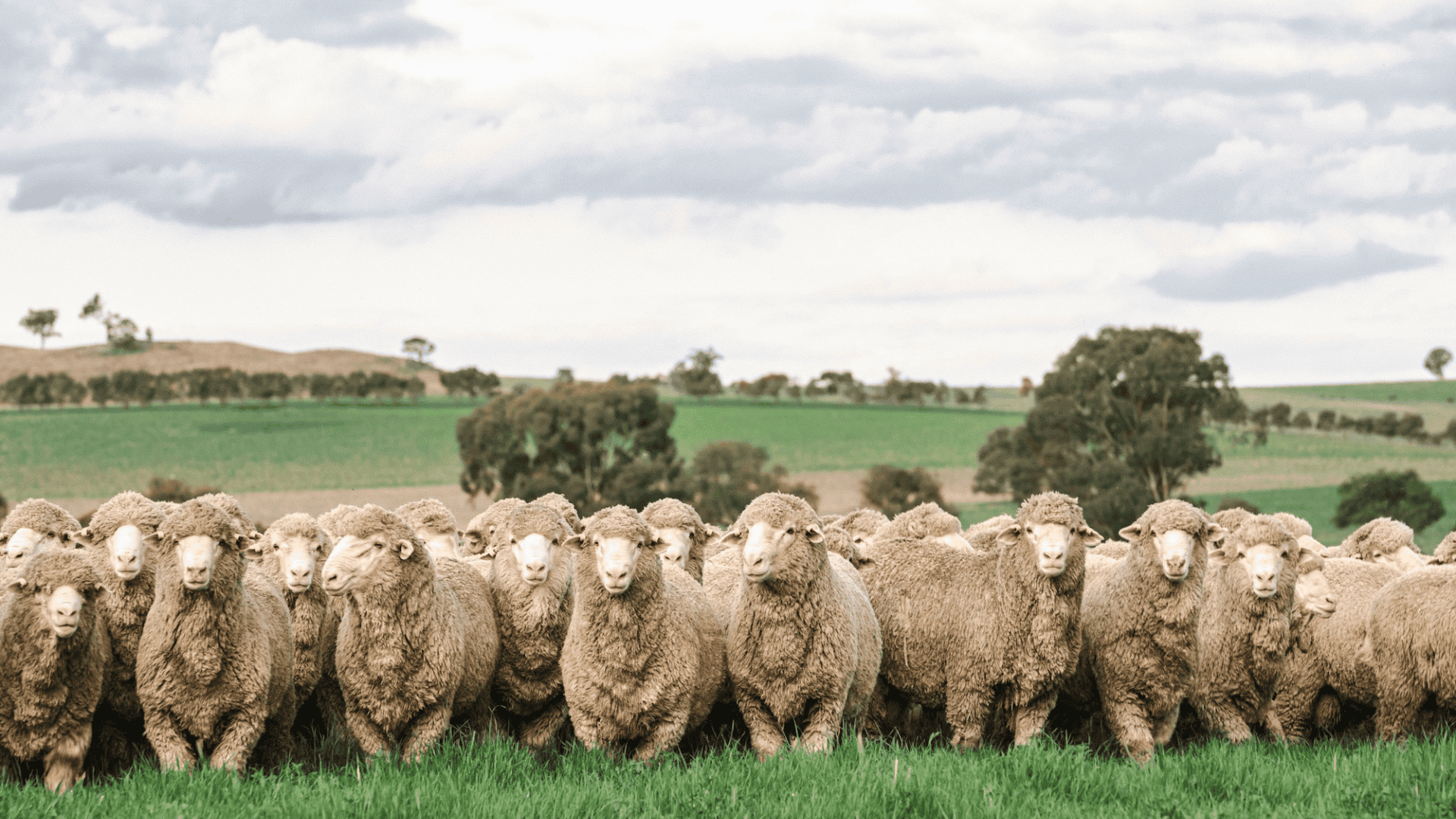 Rupert Murdoch’s blue-chip NSW mixed farm with top sheep studs offered to market