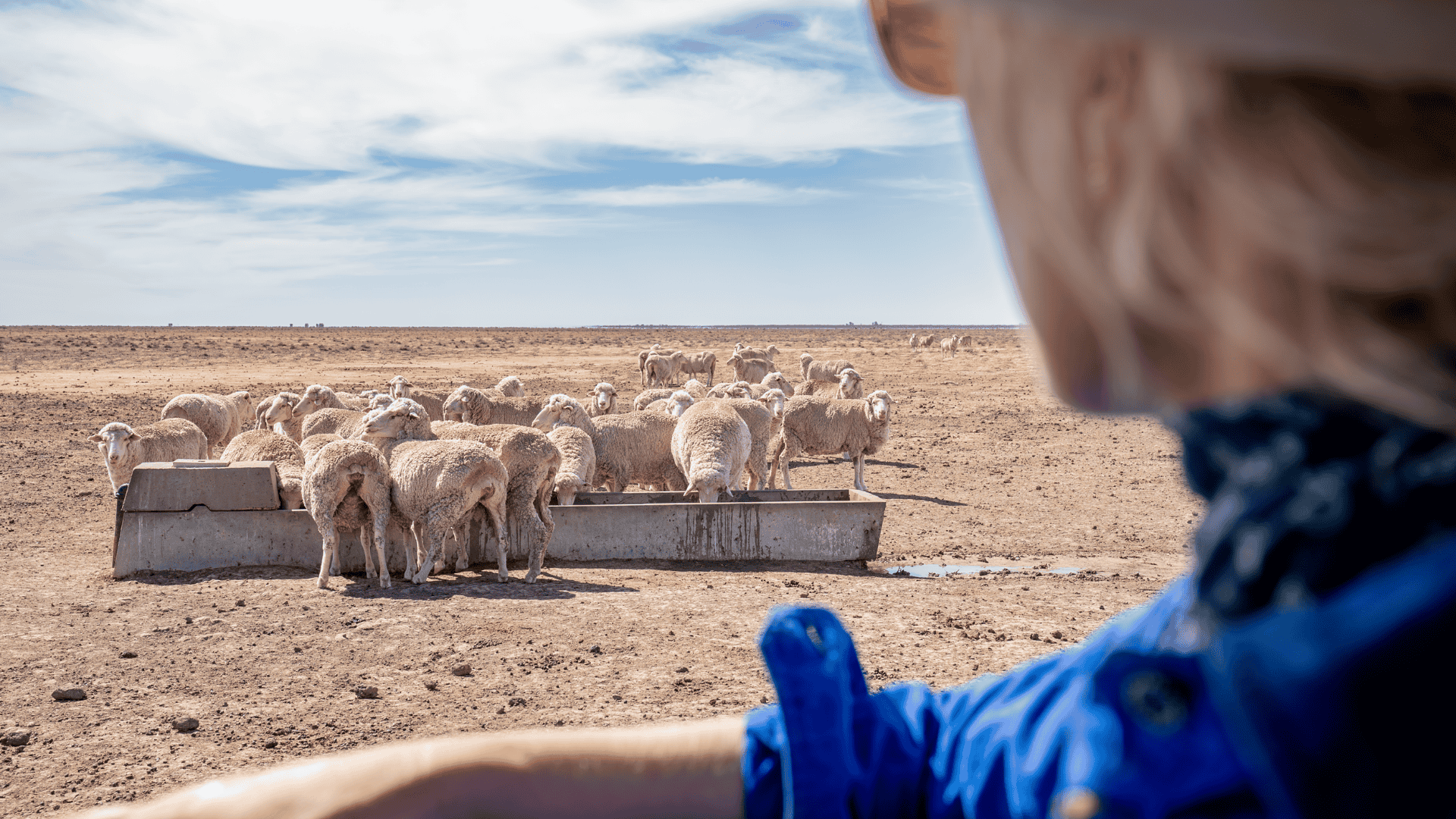 How the heatwave could be affecting your livestock